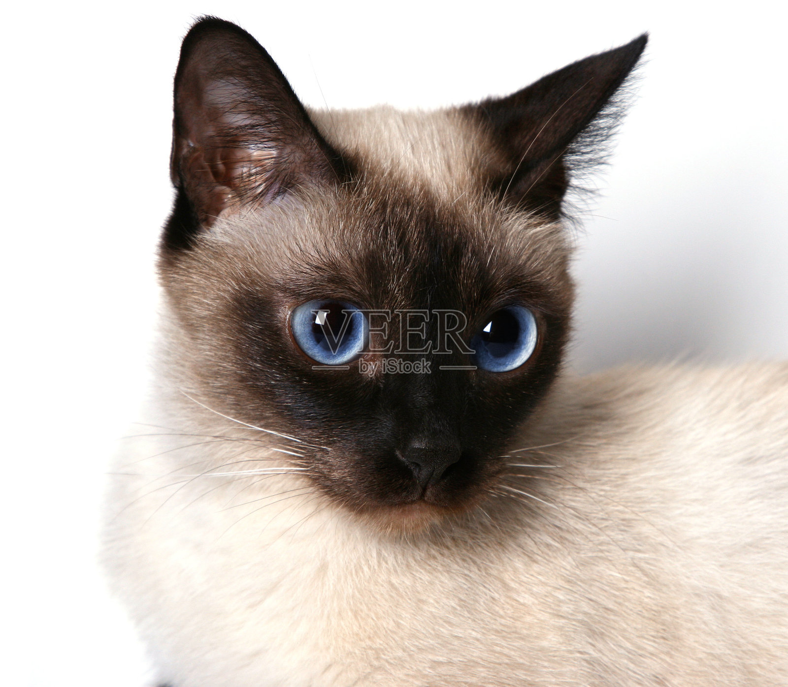 猫的特写肖像照片摄影图片