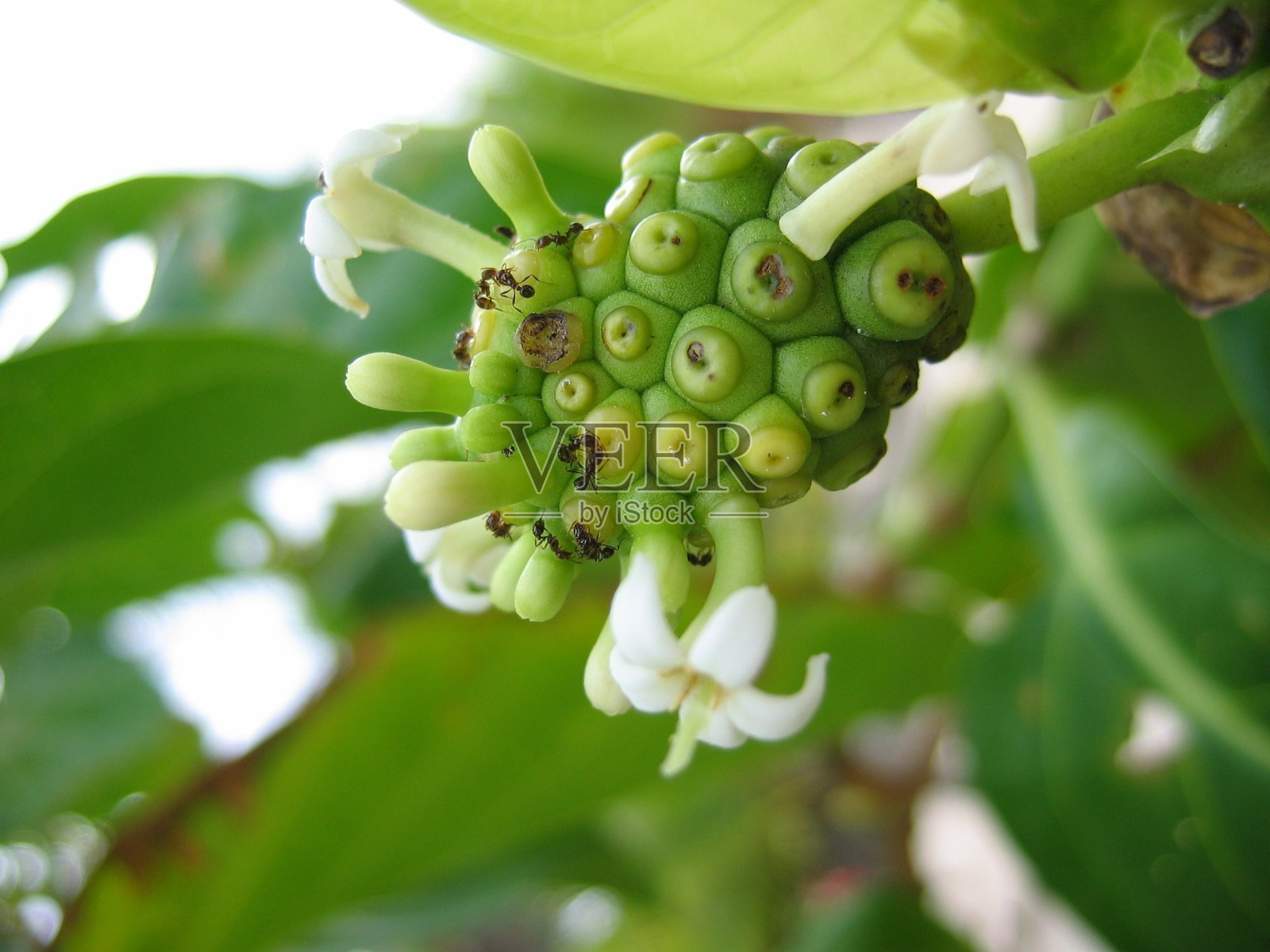 热带植物照片摄影图片
