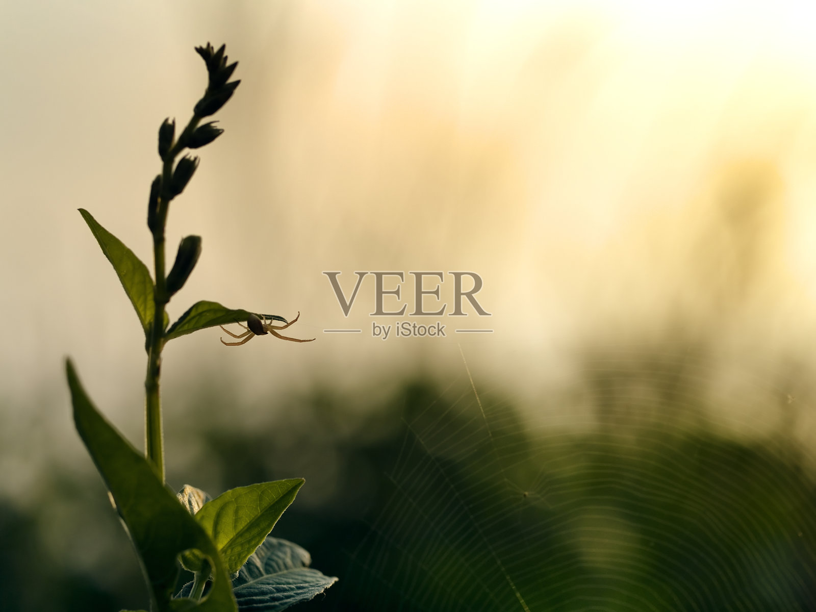 吃早餐照片摄影图片