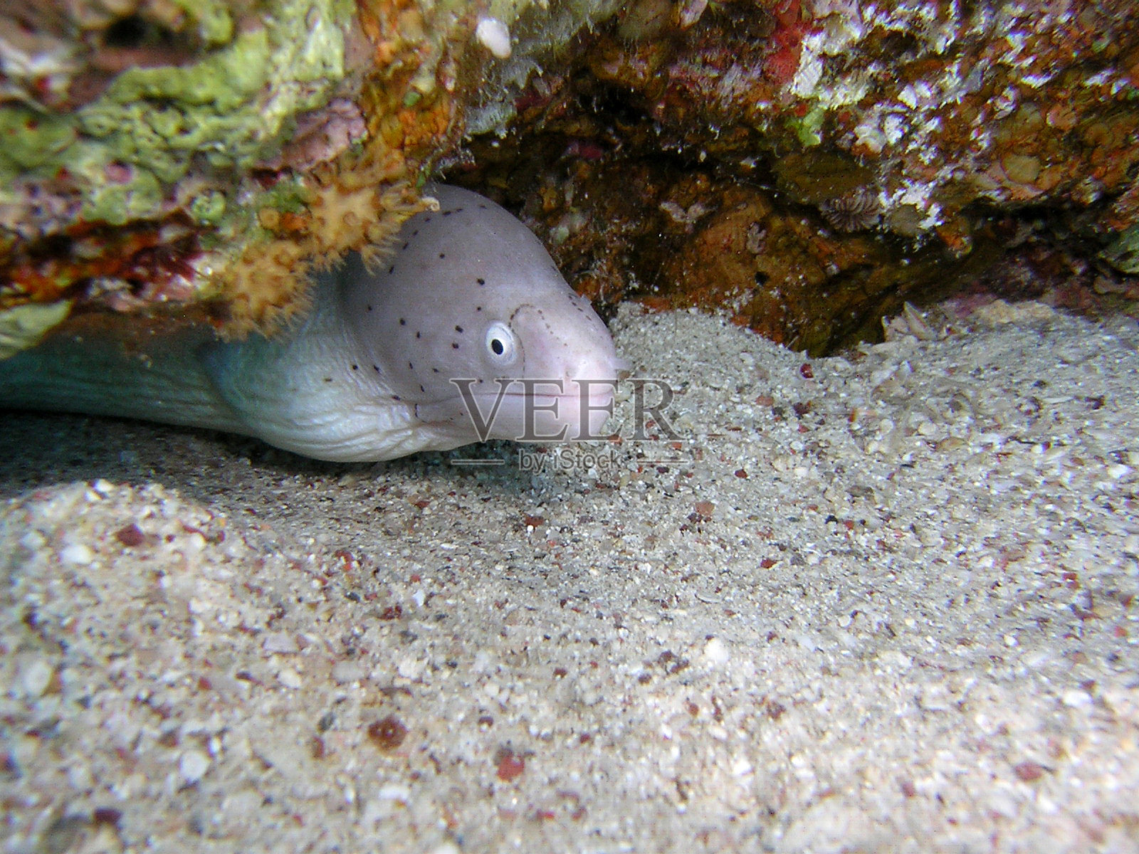 冰碛石鱼照片摄影图片