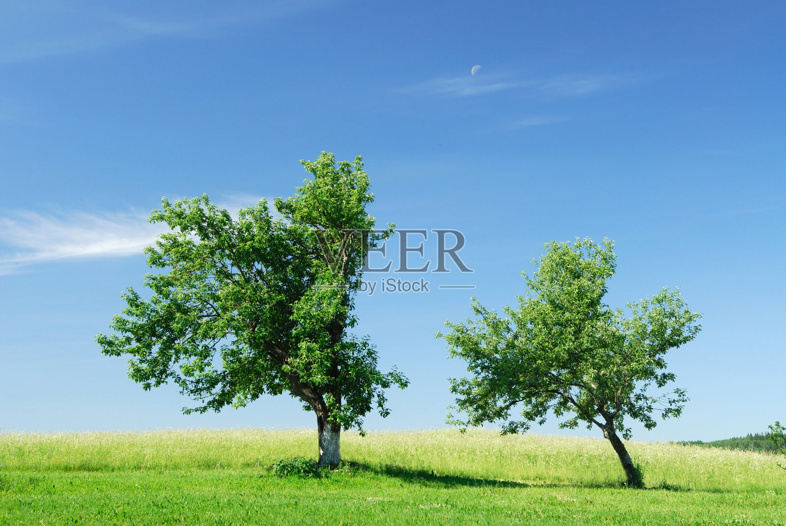 开花照片摄影图片