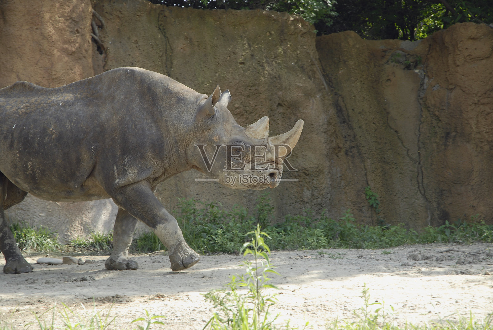 犀牛走照片摄影图片