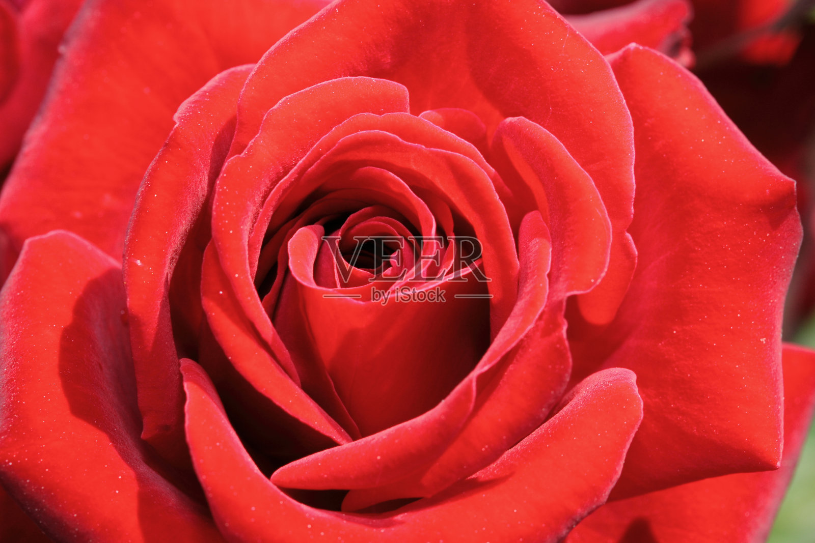 美丽的红玫瑰照片摄影图片