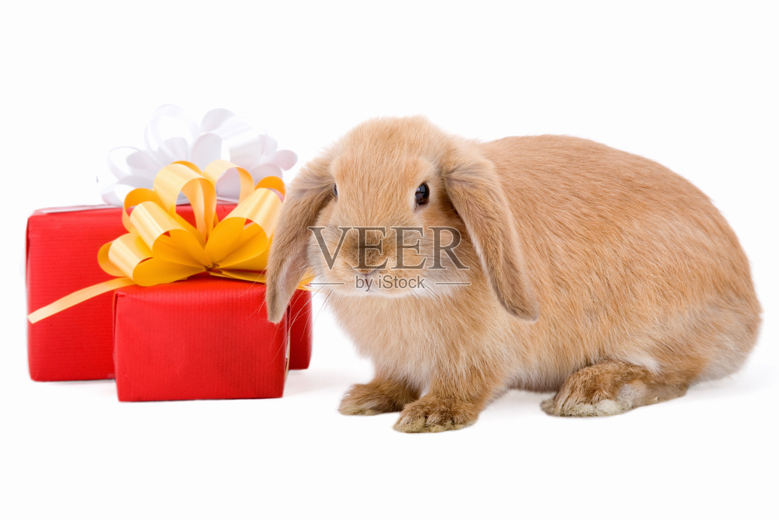兔宝宝面前有两个红色礼盒照片摄影图片