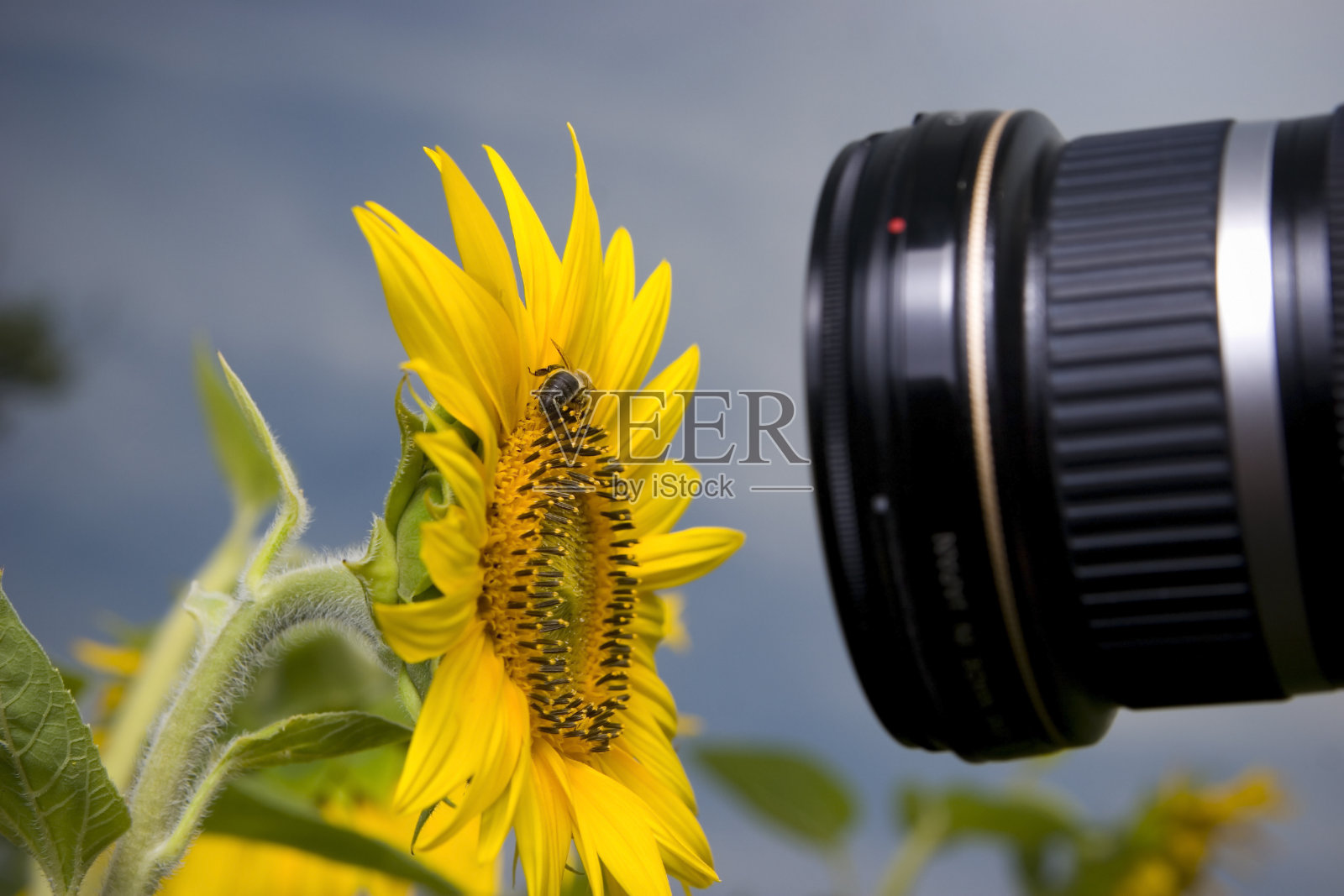 向日葵和蜜蜂的微距摄影照片摄影图片