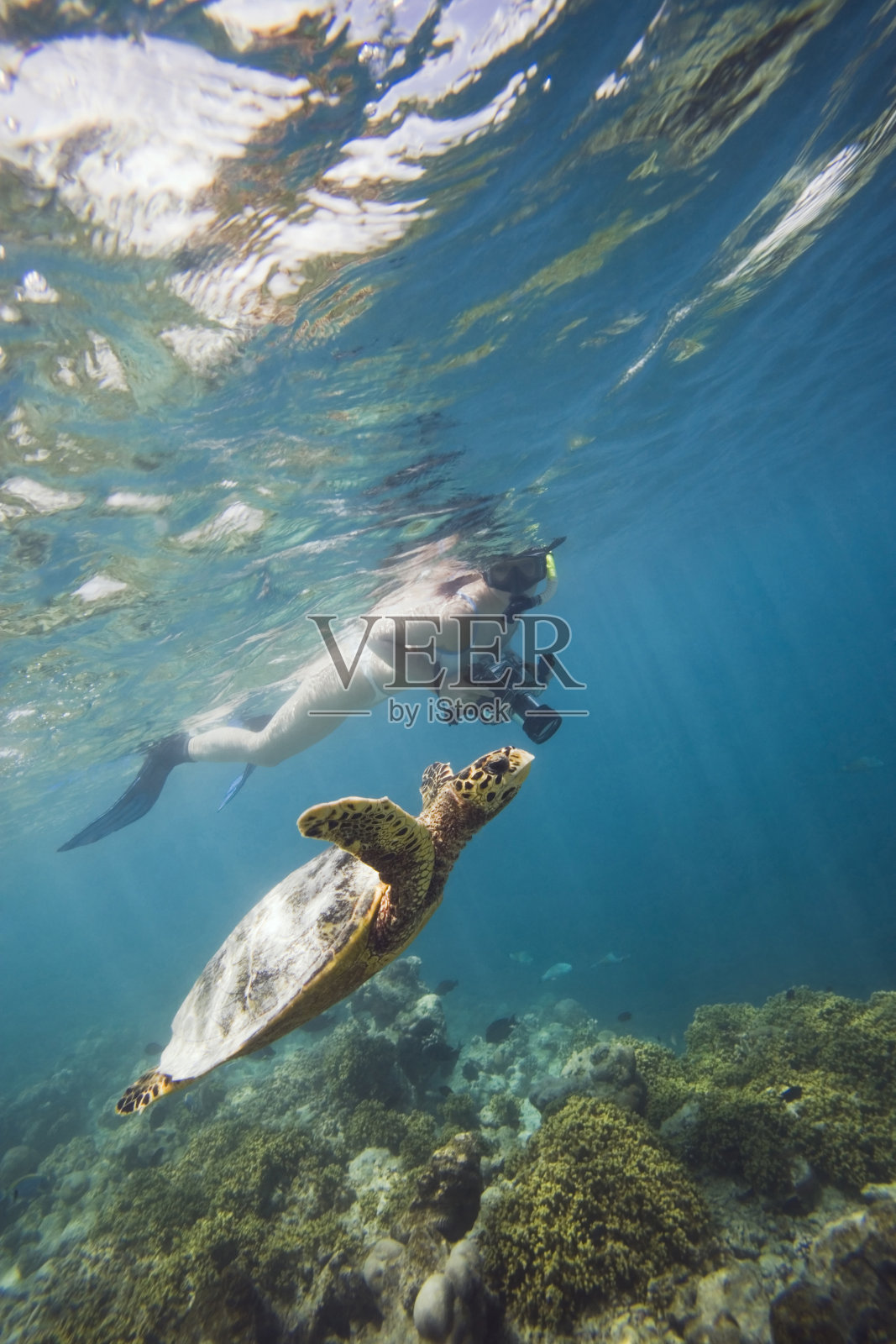 和乌龟一起游泳的女孩照片摄影图片
