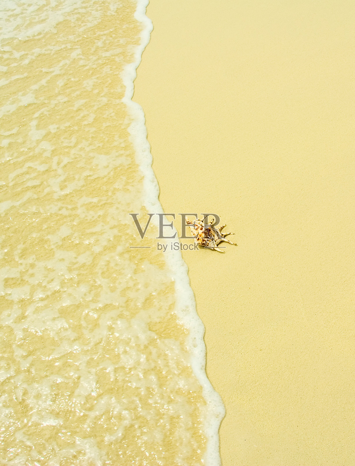 海滩上的贝壳照片摄影图片