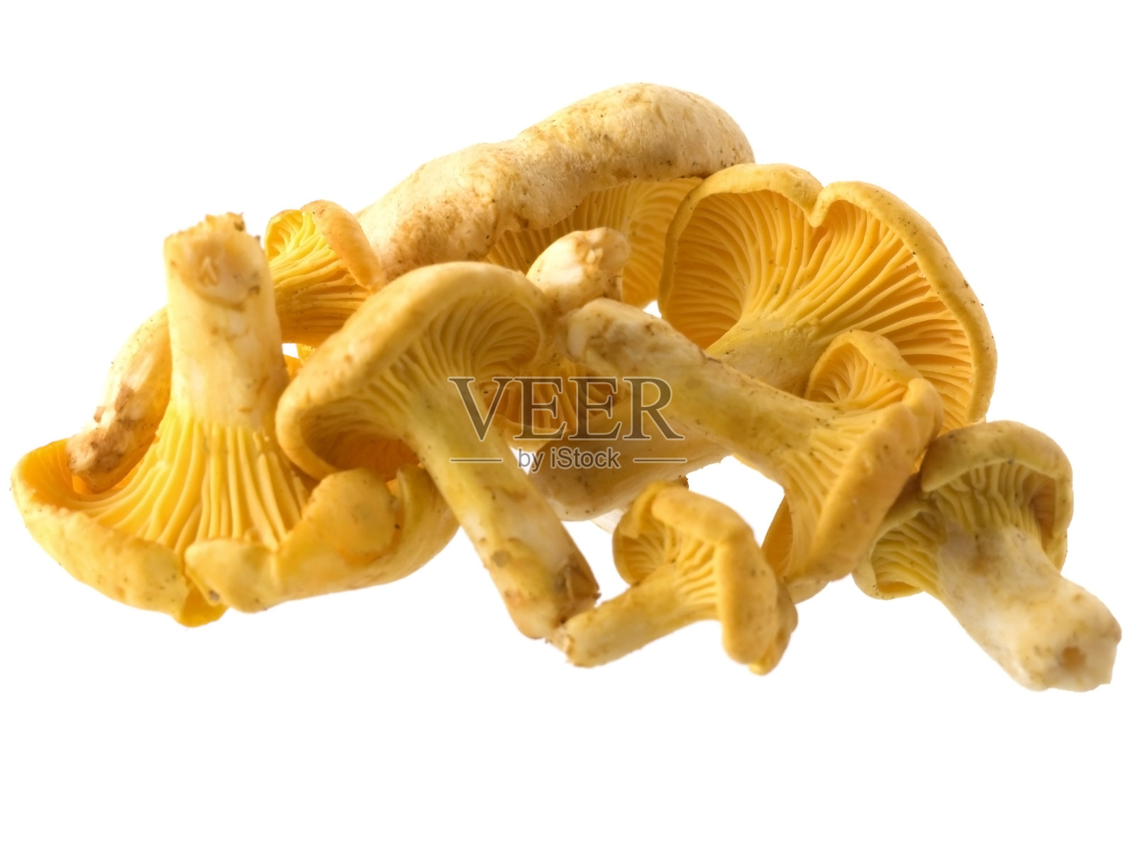 蘑菇照片摄影图片