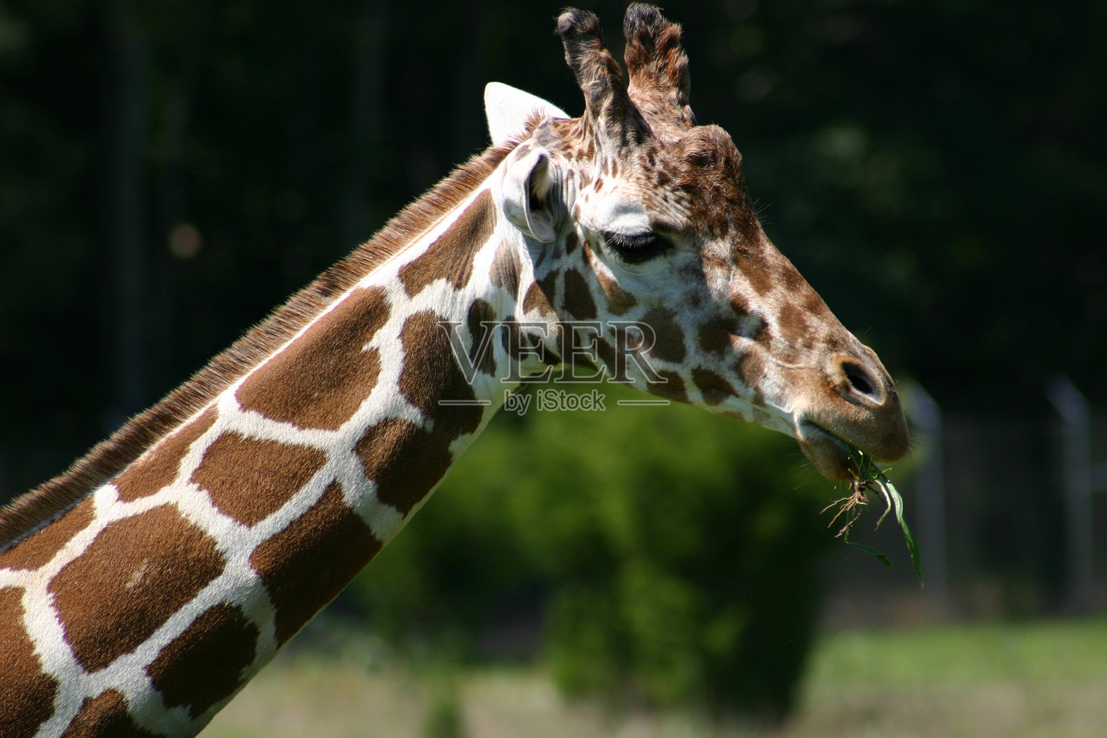 长颈鹿-特写照片摄影图片