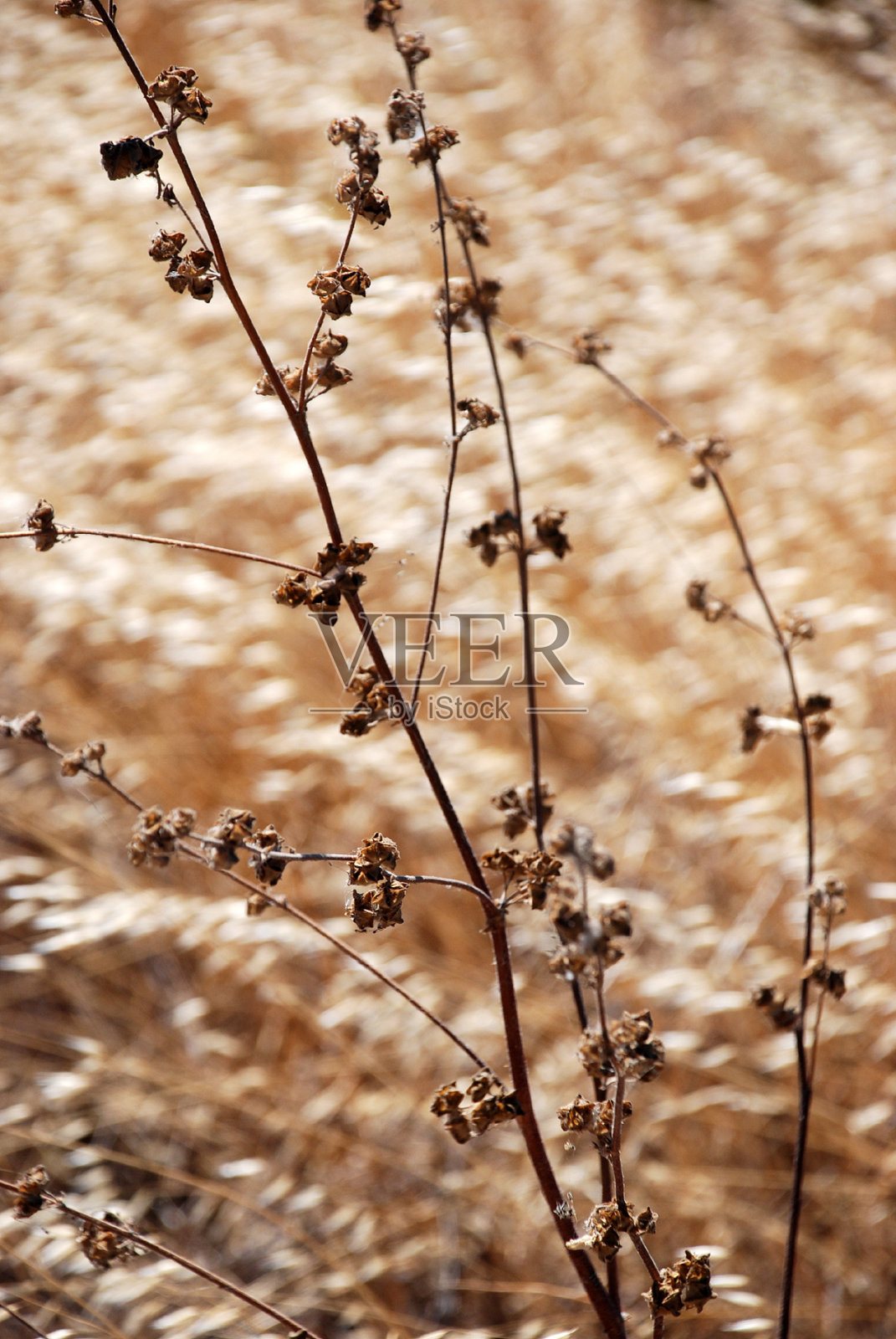干葡萄照片摄影图片