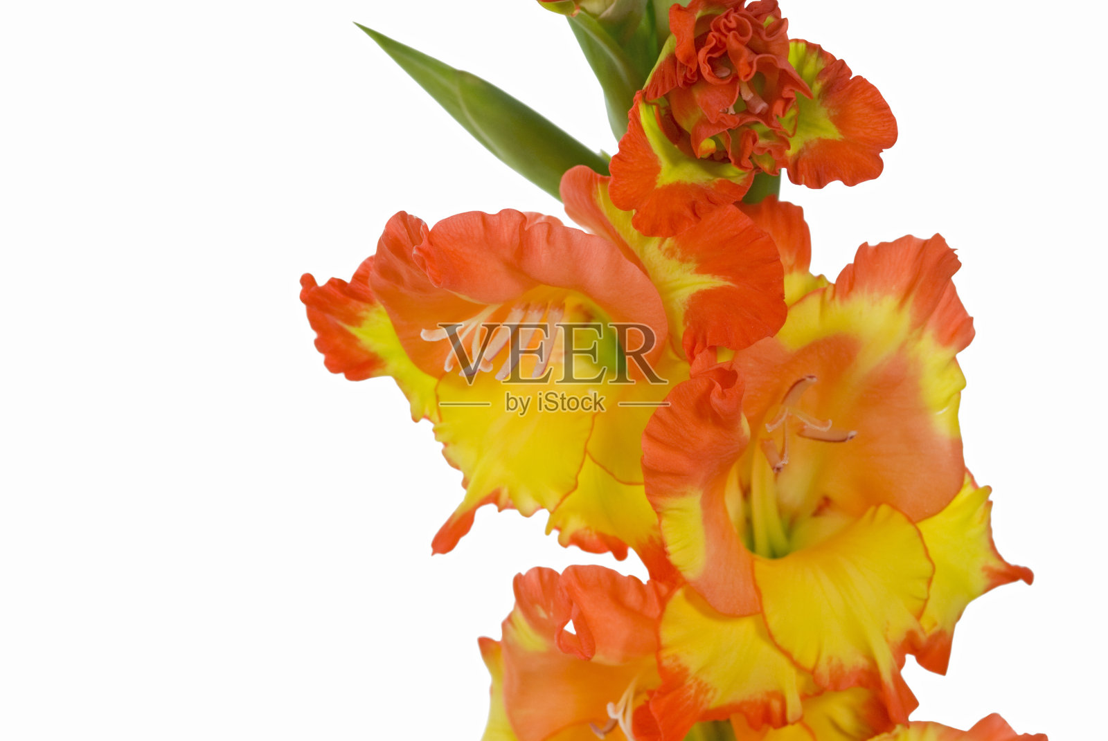 白色背景下的花朵特写镜头照片摄影图片