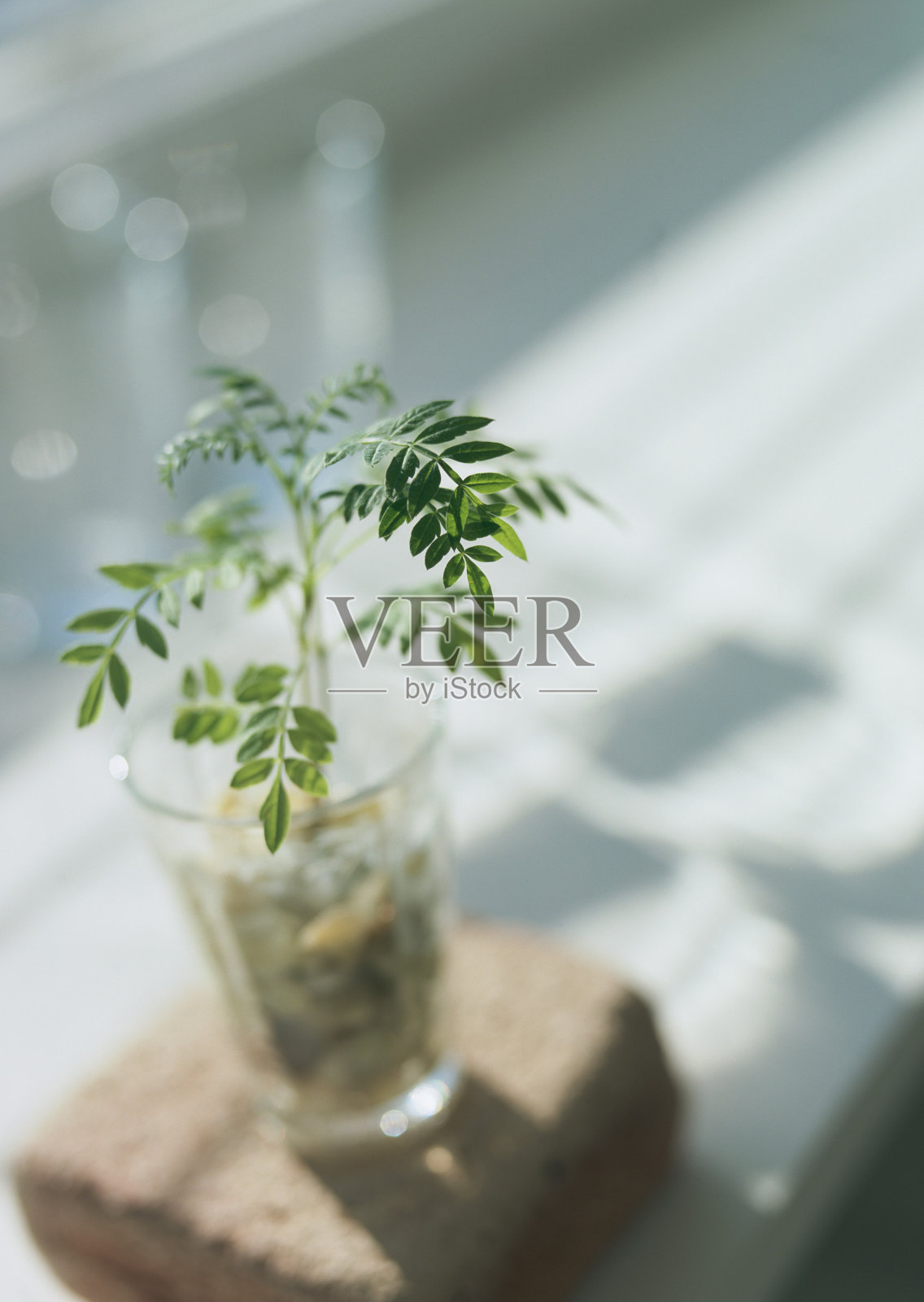 绿色的萌芽照片摄影图片