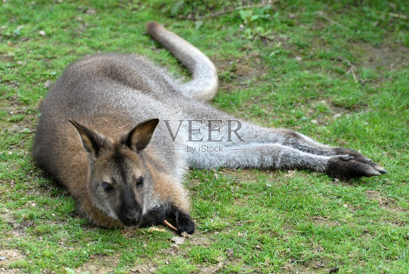 我累了!照片摄影图片