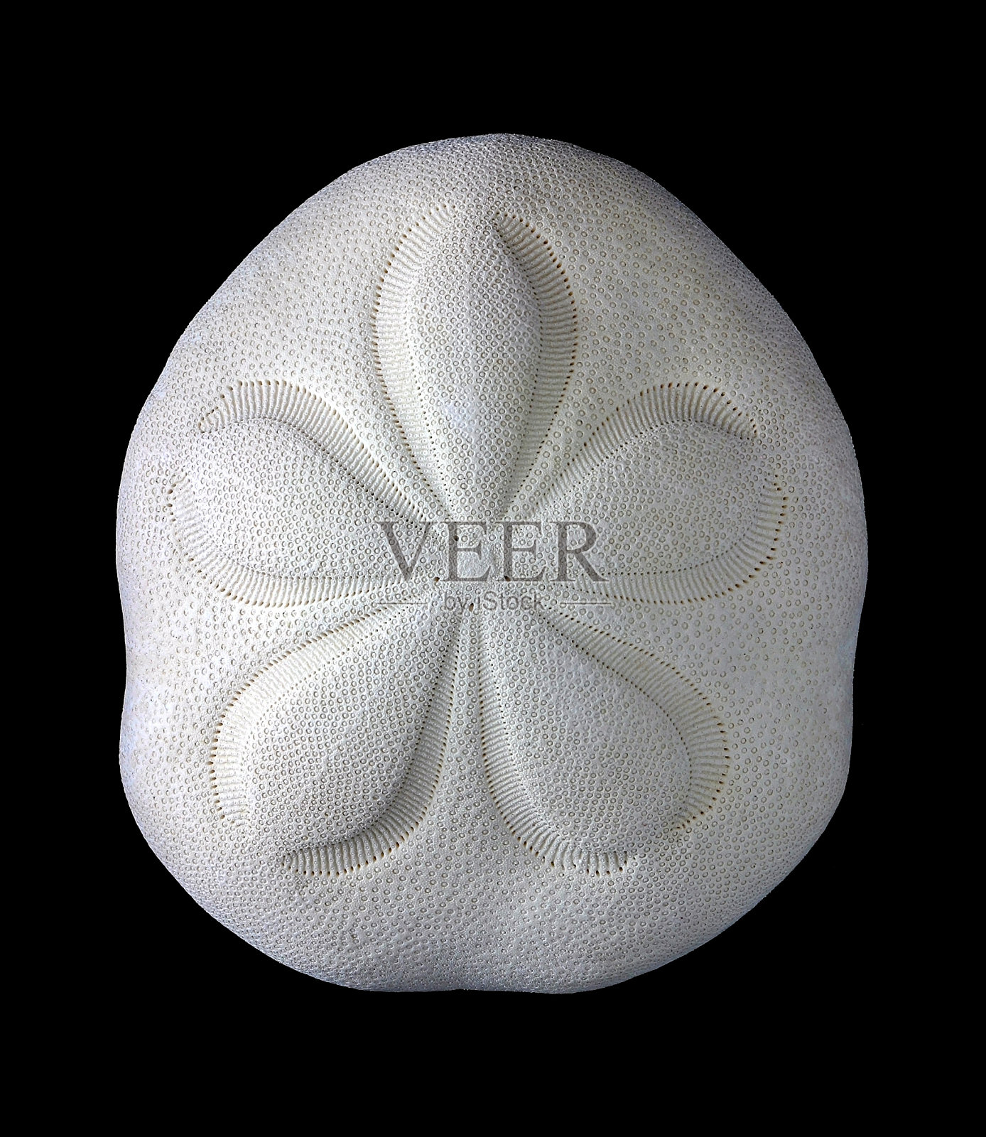 海胆照片摄影图片