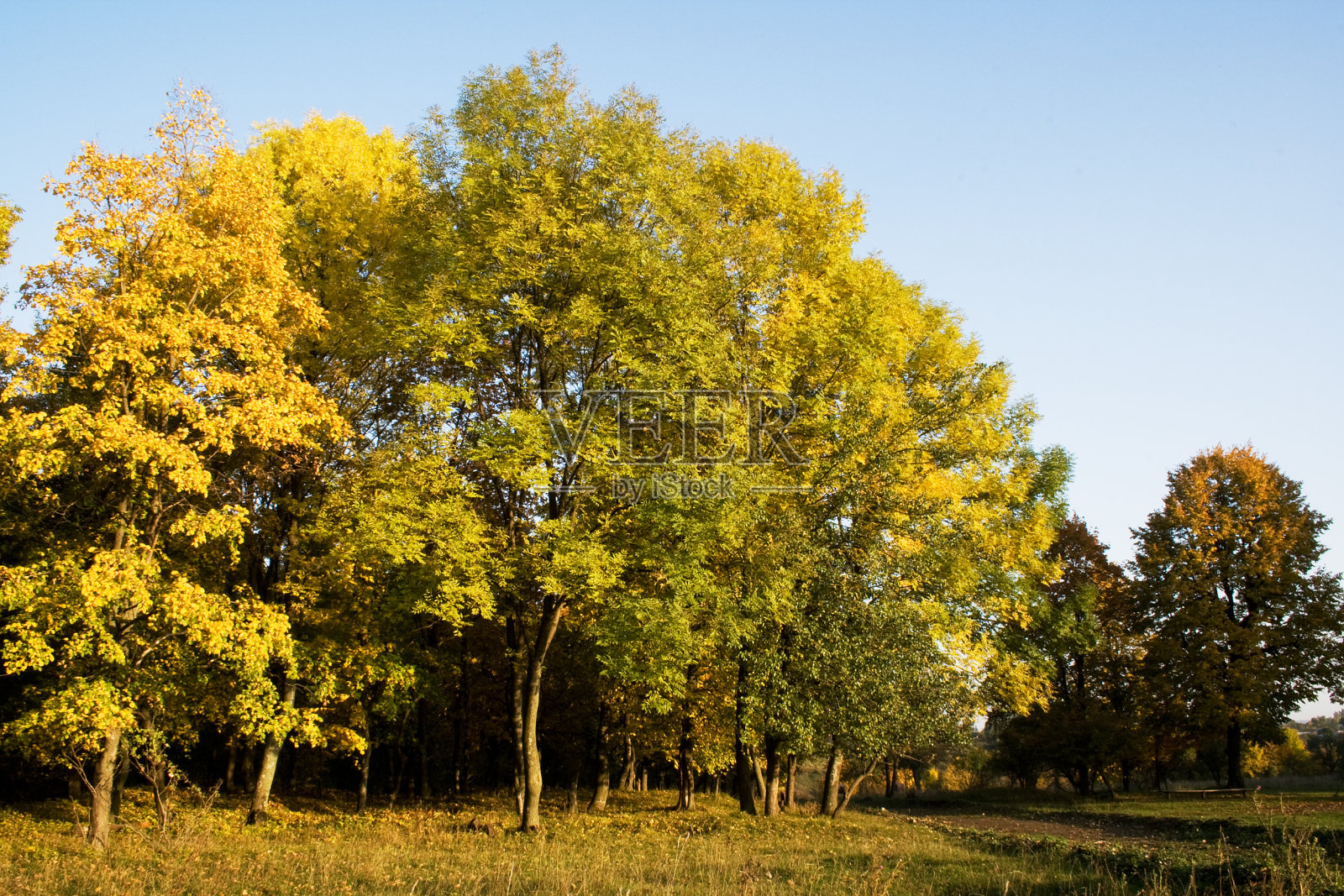 森林的黄昏照片摄影图片