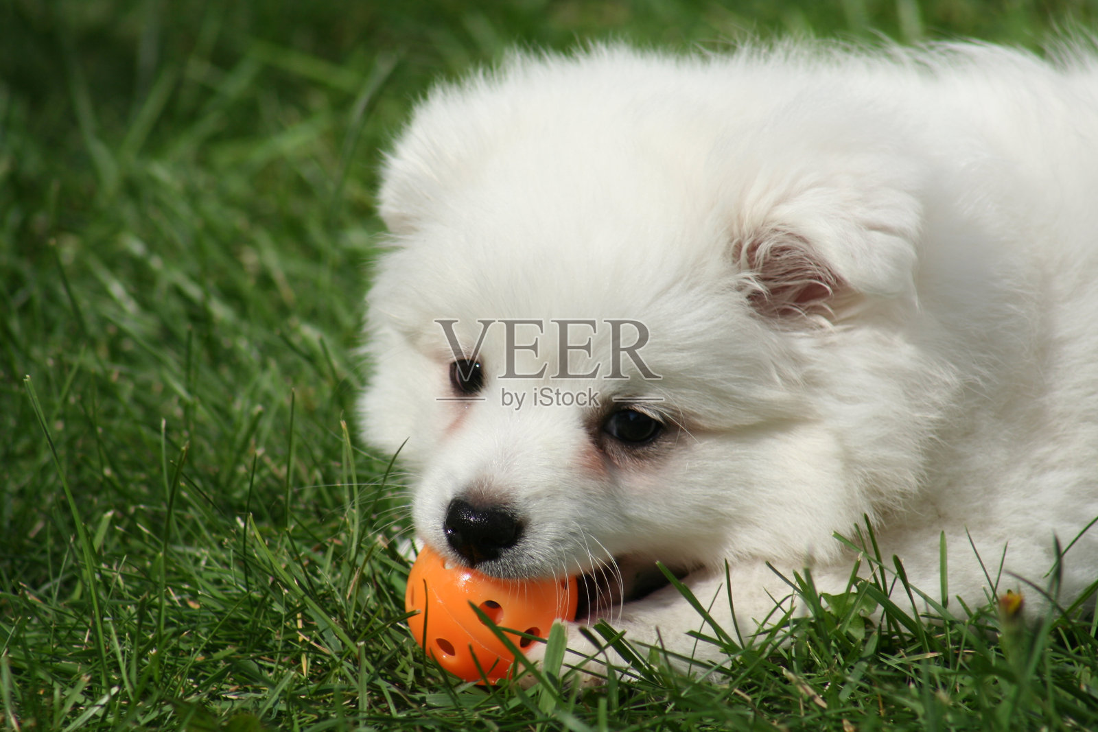 小白狗 - Petit chien blanc照片摄影图片