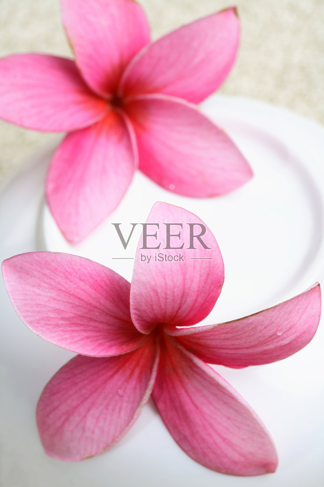 粉红色开花植物特写镜头照片摄影图片