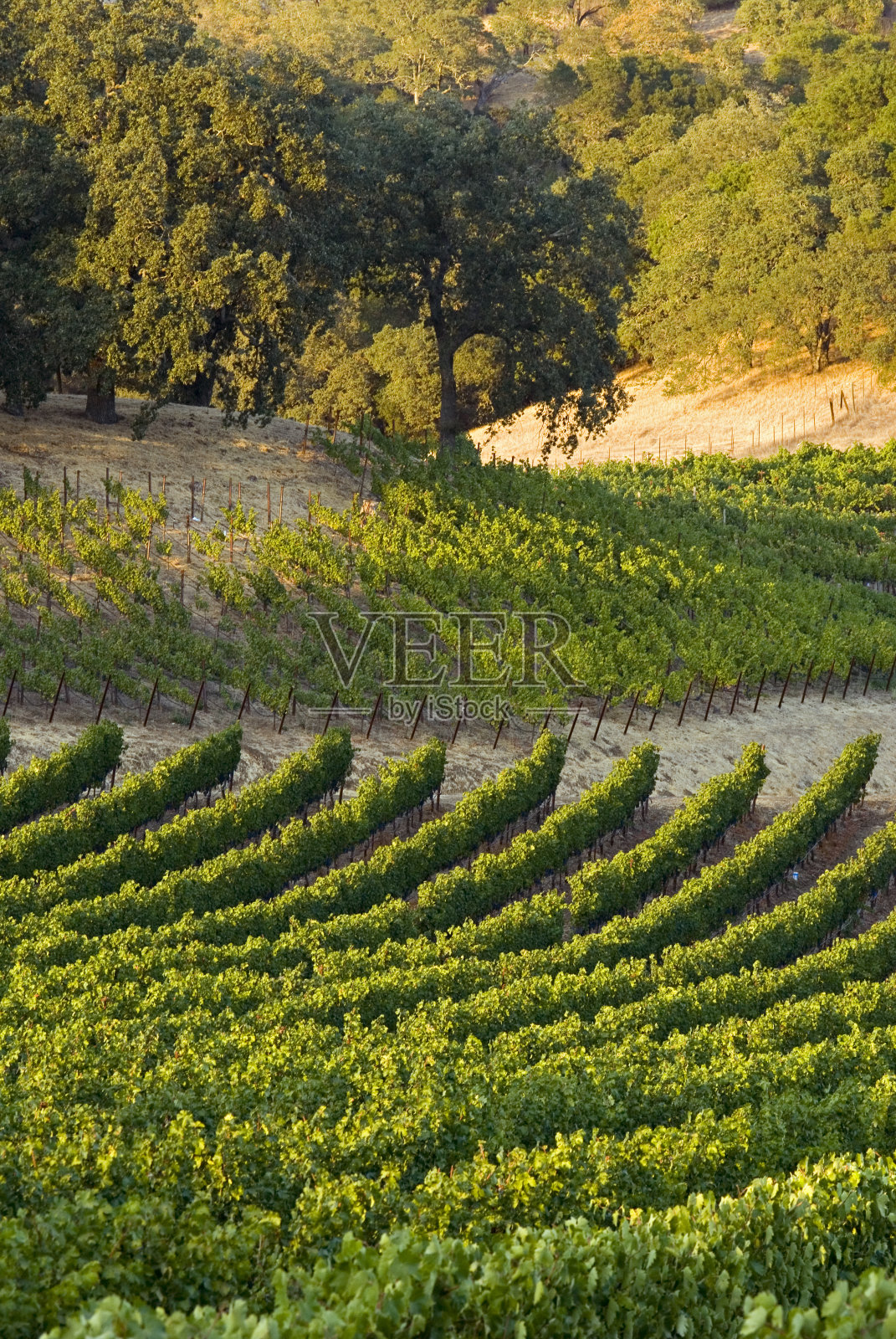 落日葡萄园照片摄影图片