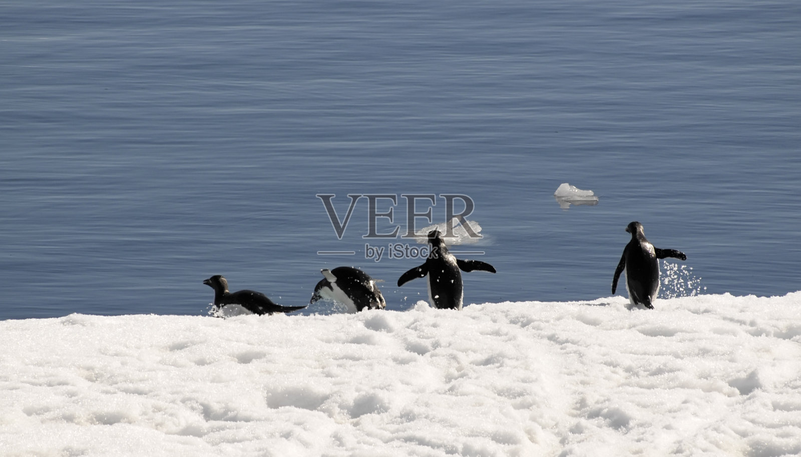 阿德利企鹅在奔跑照片摄影图片