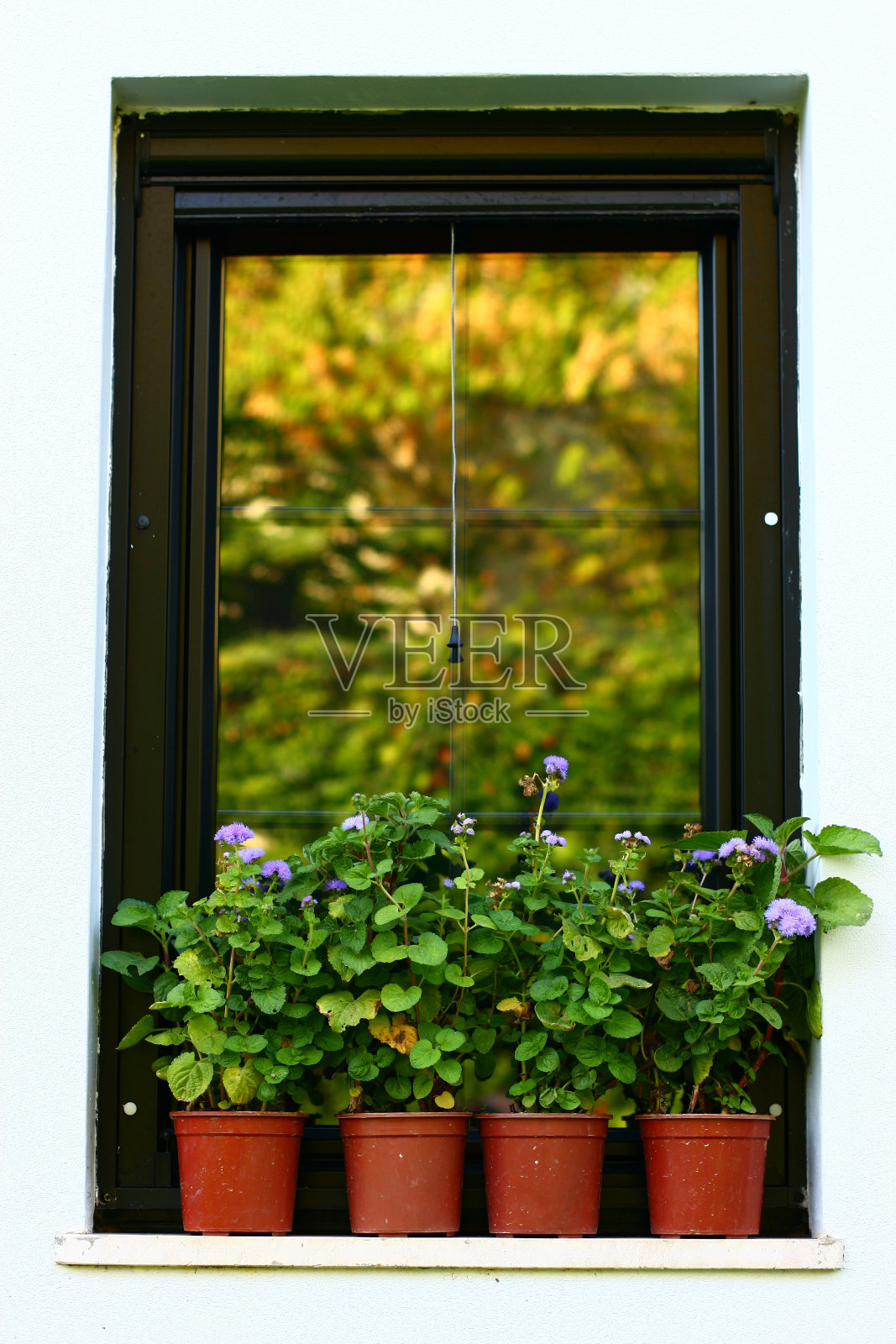 花照片摄影图片