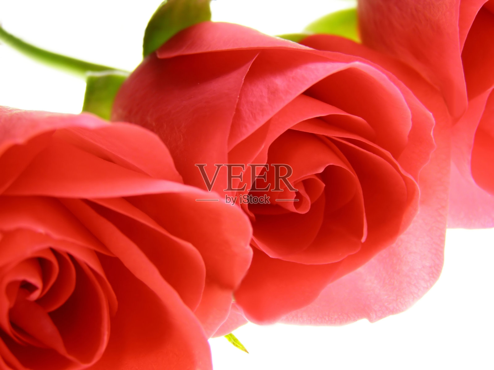 玫瑰花朵照片摄影图片