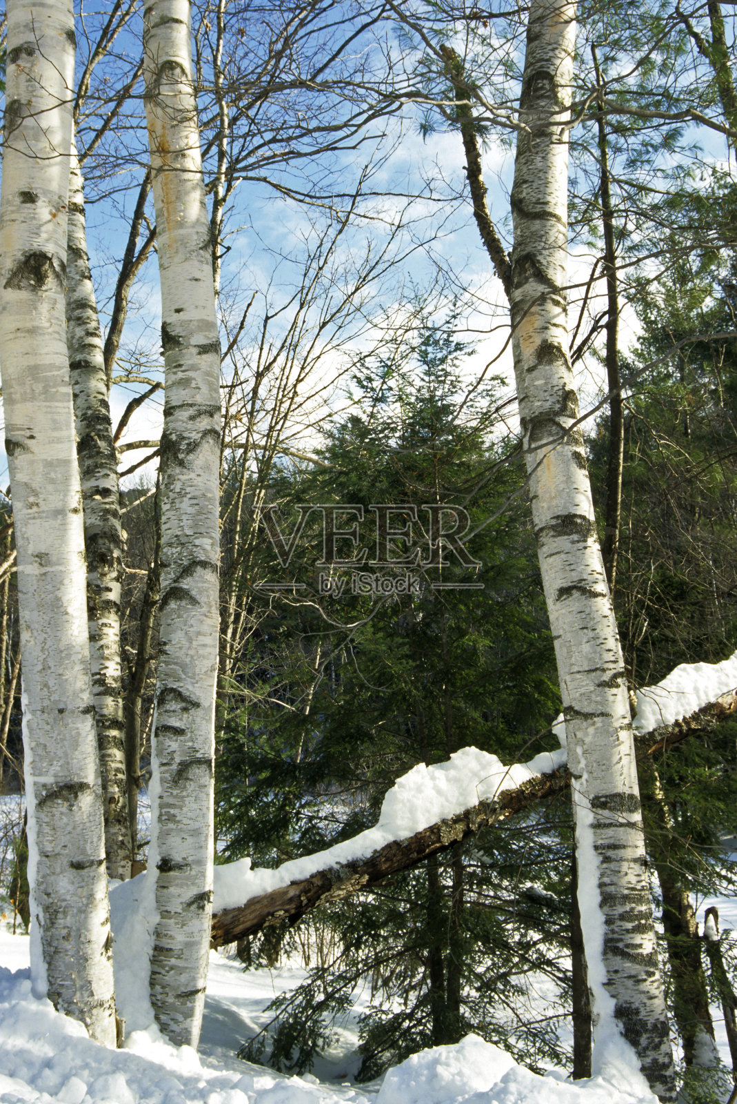 冬季森林场景照片摄影图片