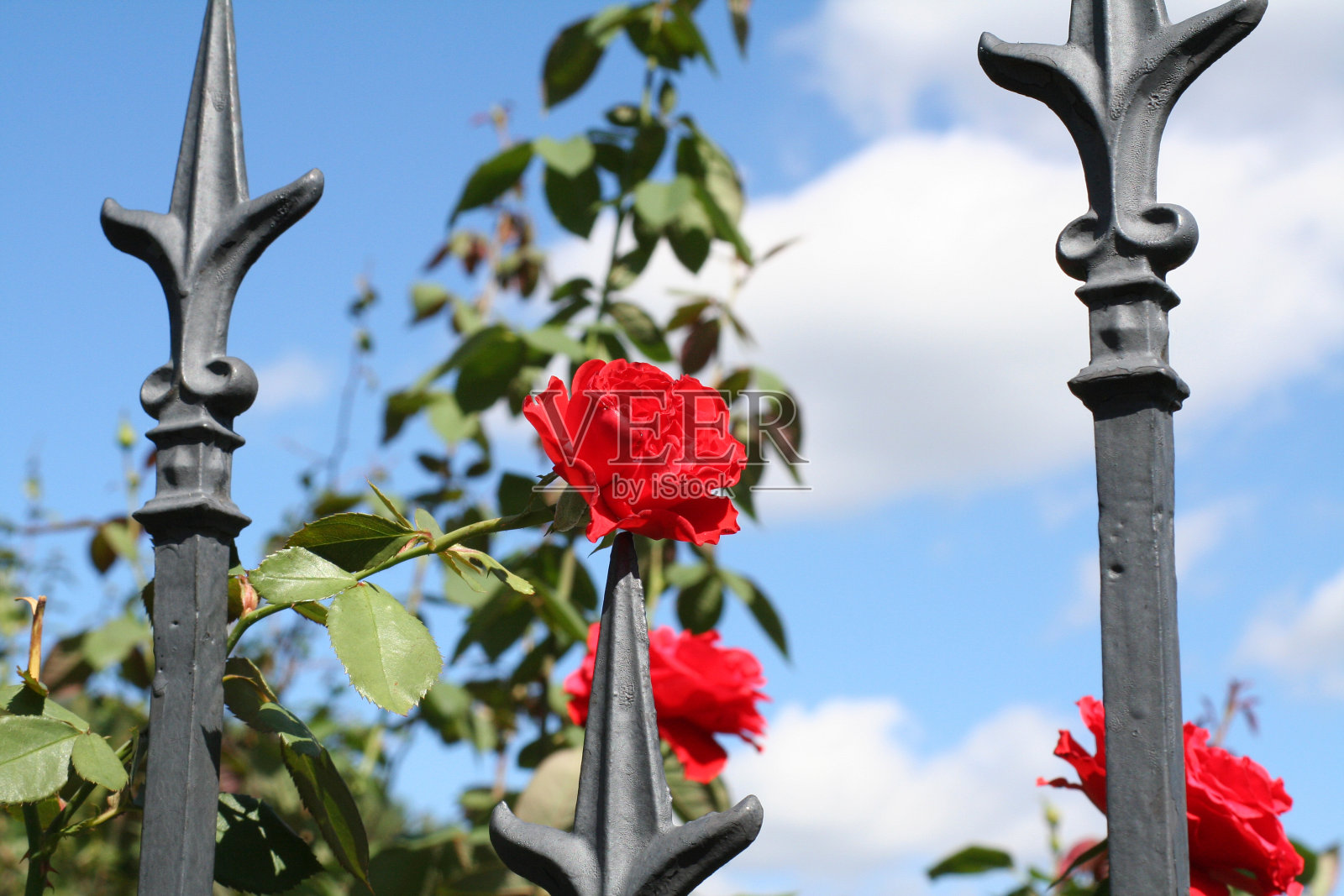 锻造铁栅栏上的玫瑰照片摄影图片
