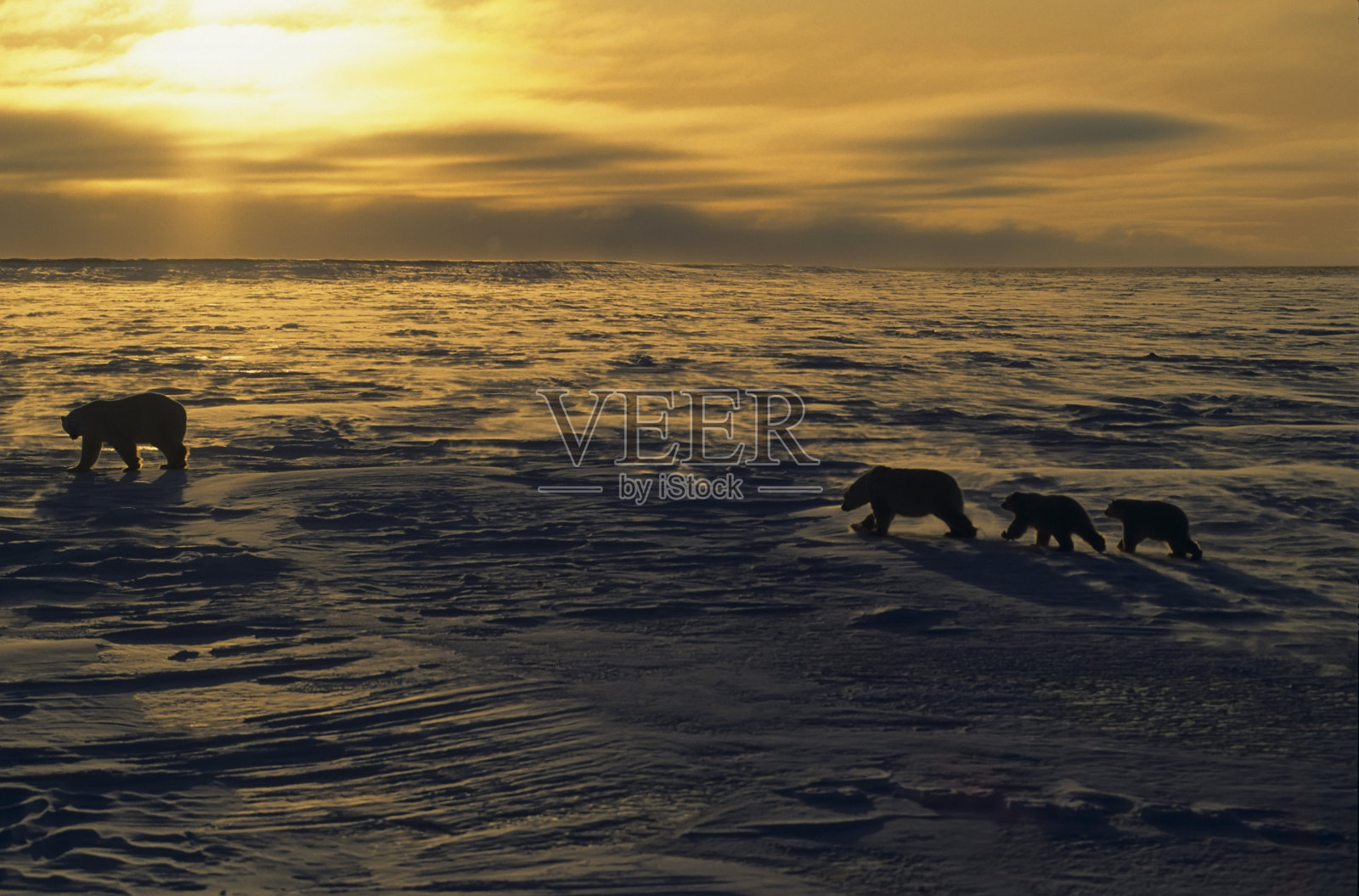 日落时分的北极熊照片摄影图片