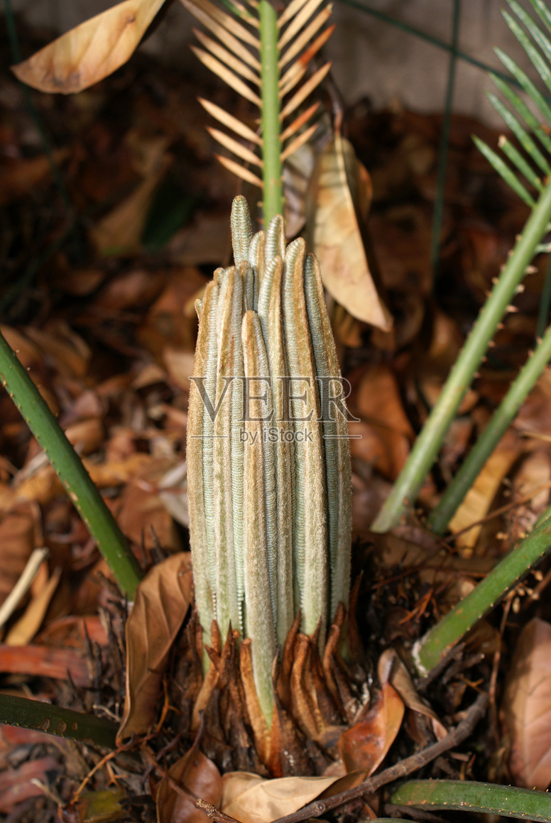 苏铁开始了新的生活照片摄影图片