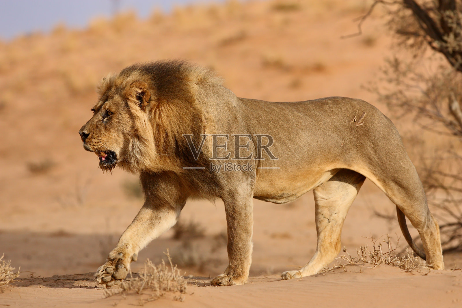 狮子男走照片摄影图片
