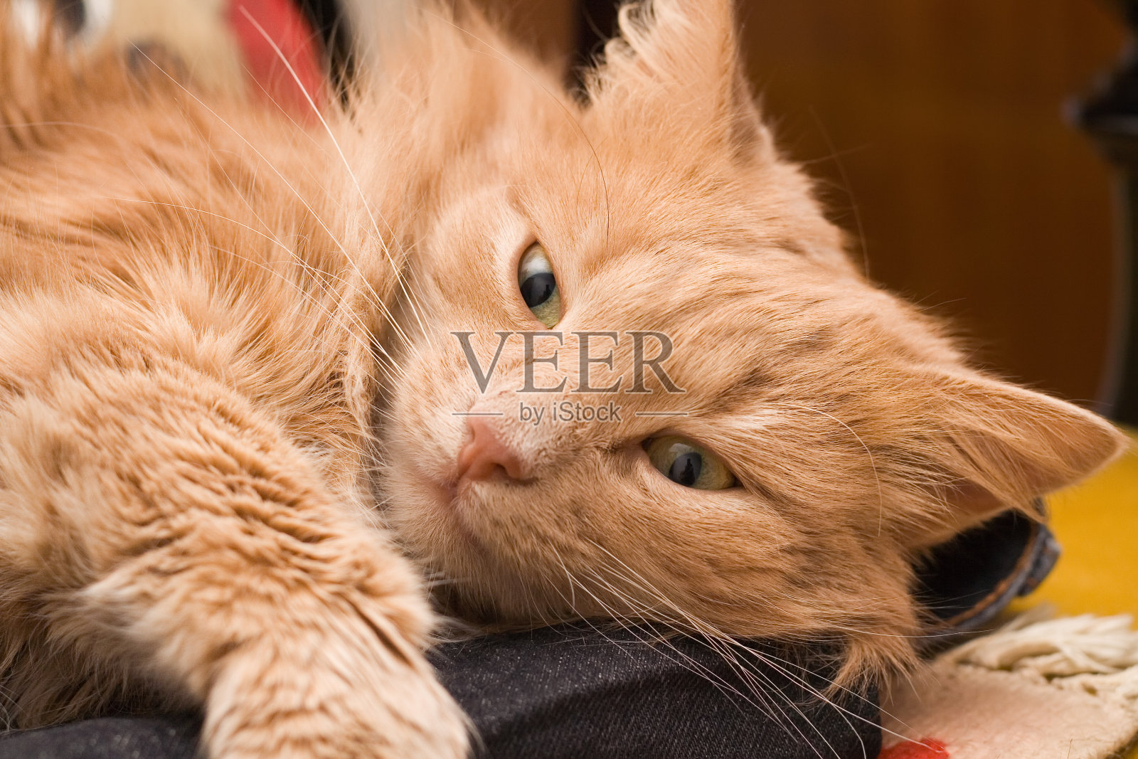 唤醒了猫照片摄影图片