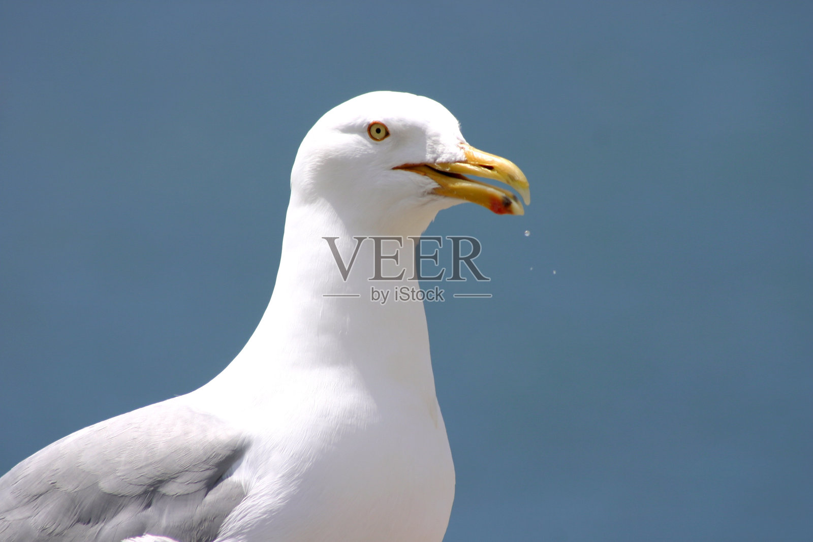 张开嘴的海鸥照片摄影图片