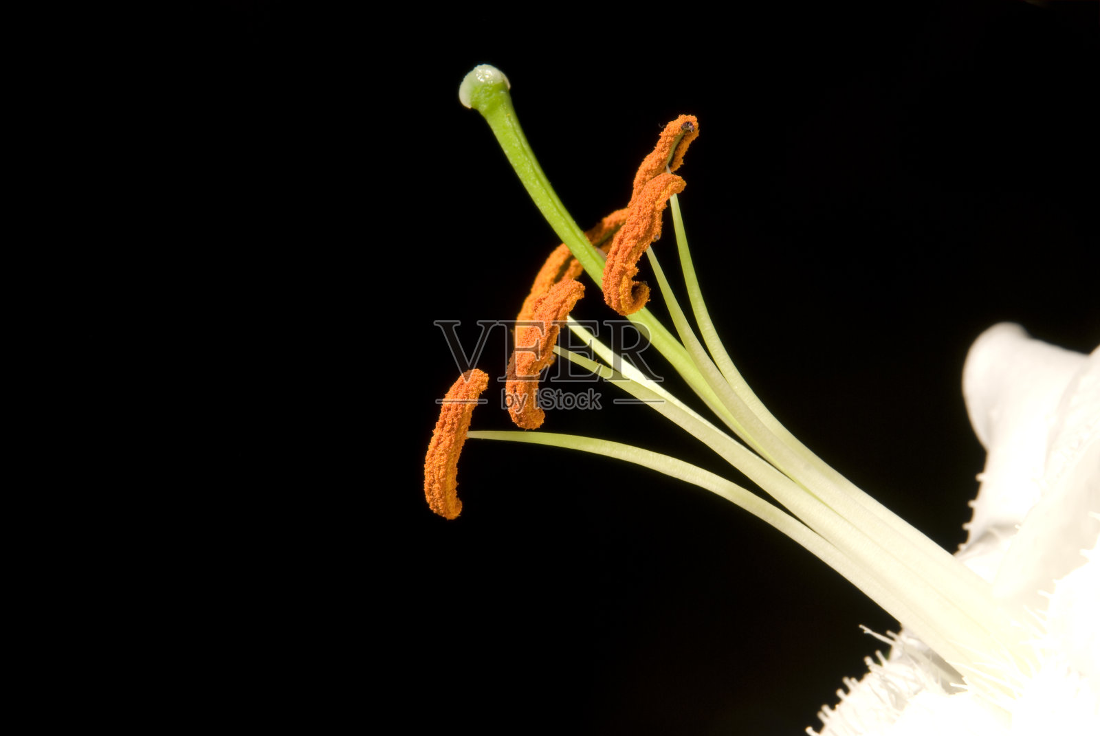 礼来公司照片摄影图片
