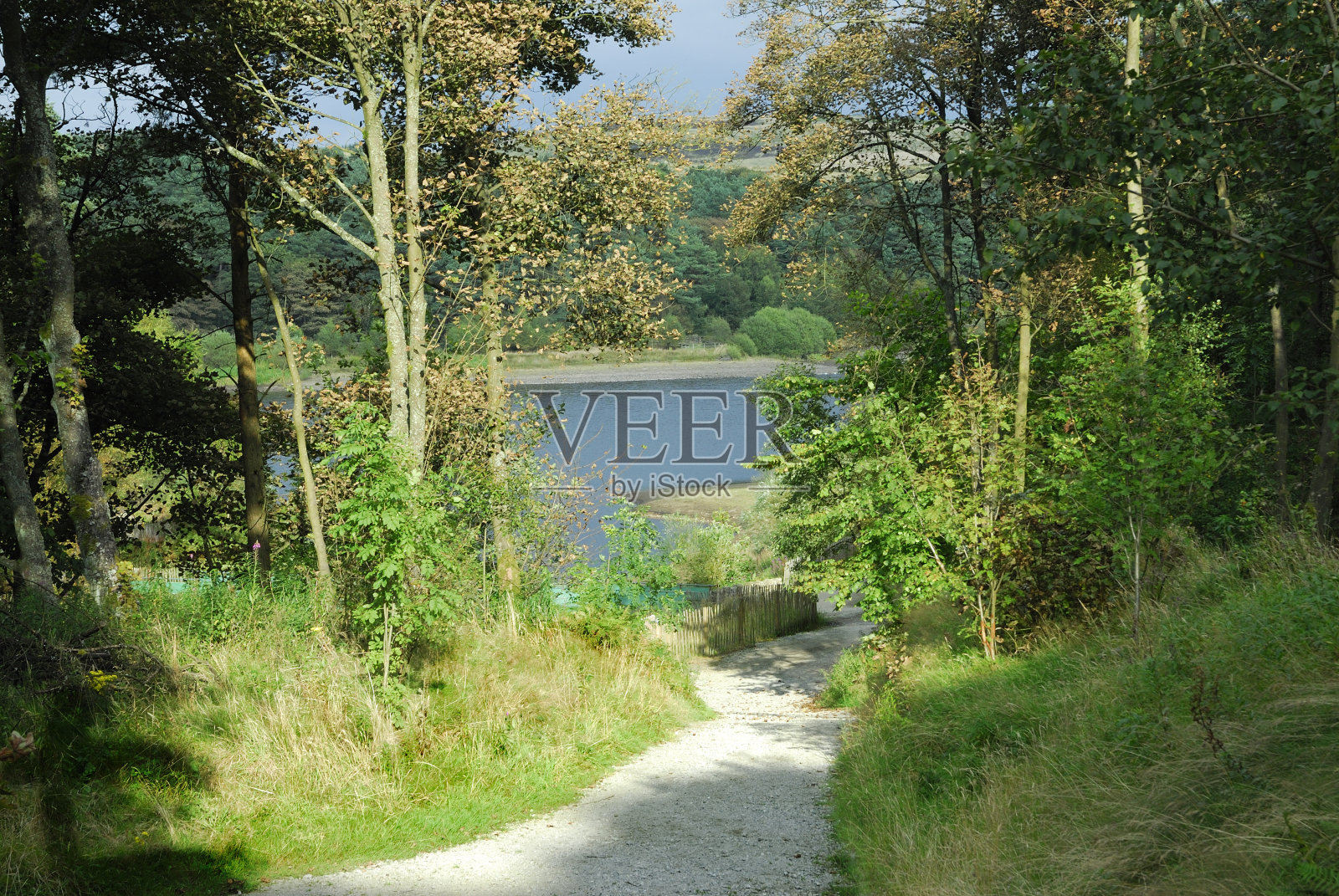 林中小径照片摄影图片