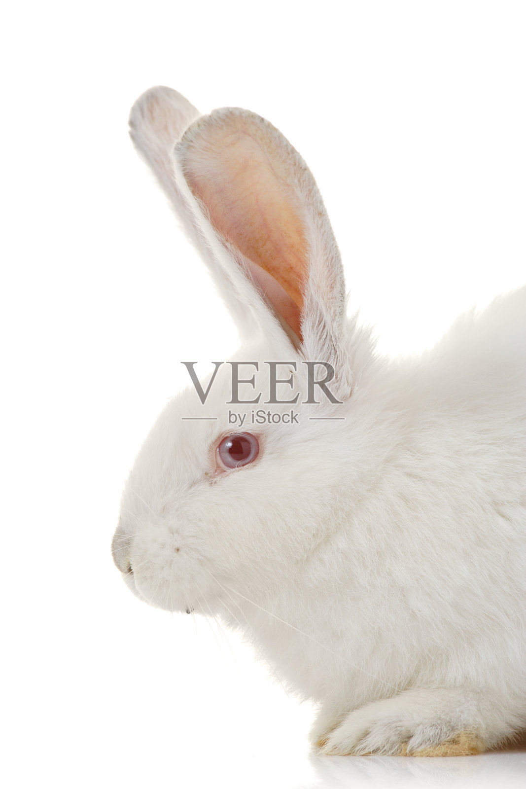 白兔照片摄影图片