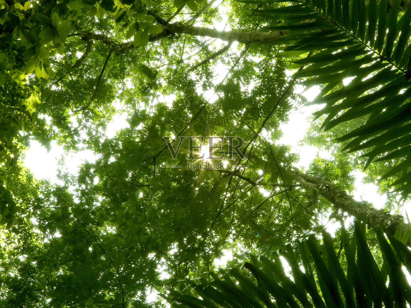 雨林低角度照片摄影图片