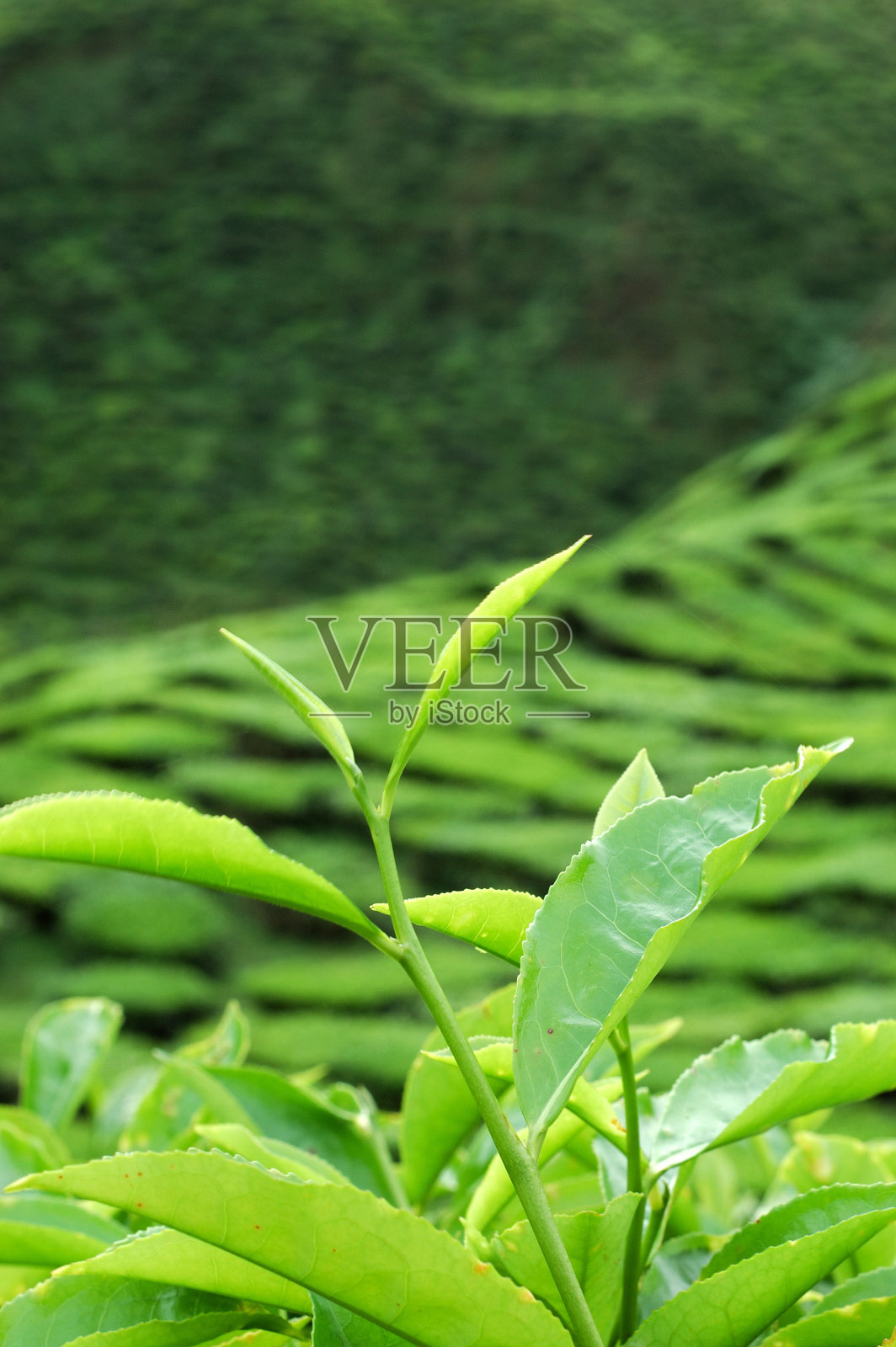 茶叶照片摄影图片