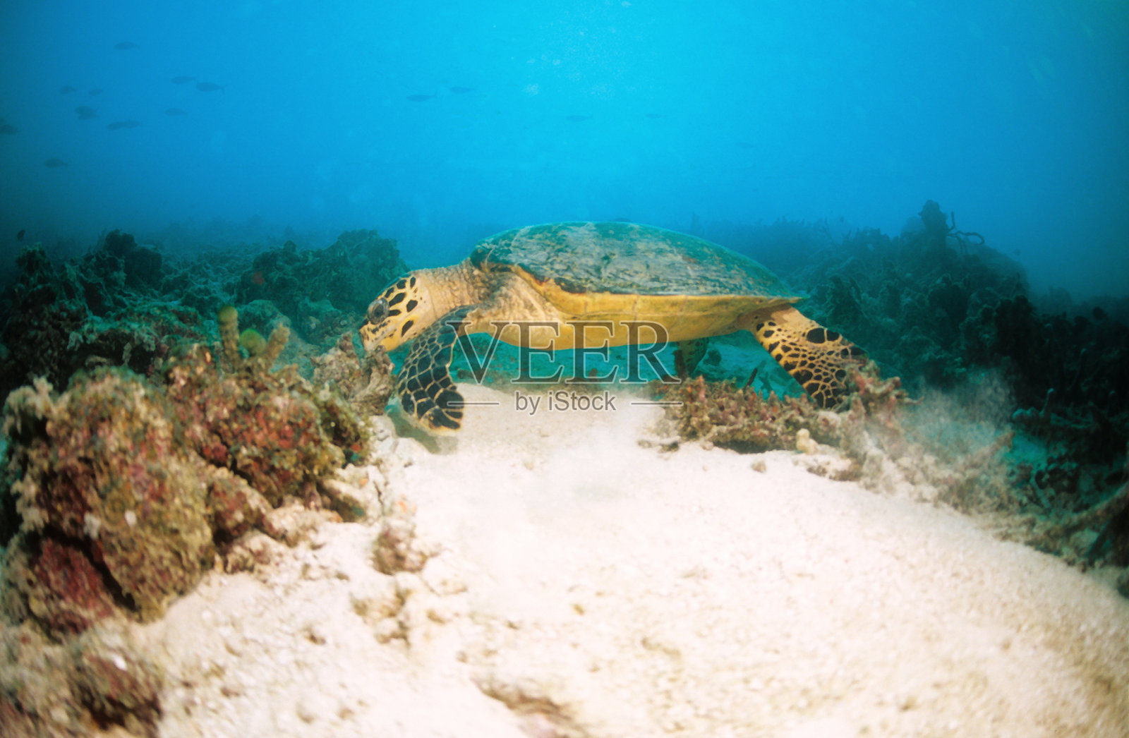 乌龟照片摄影图片