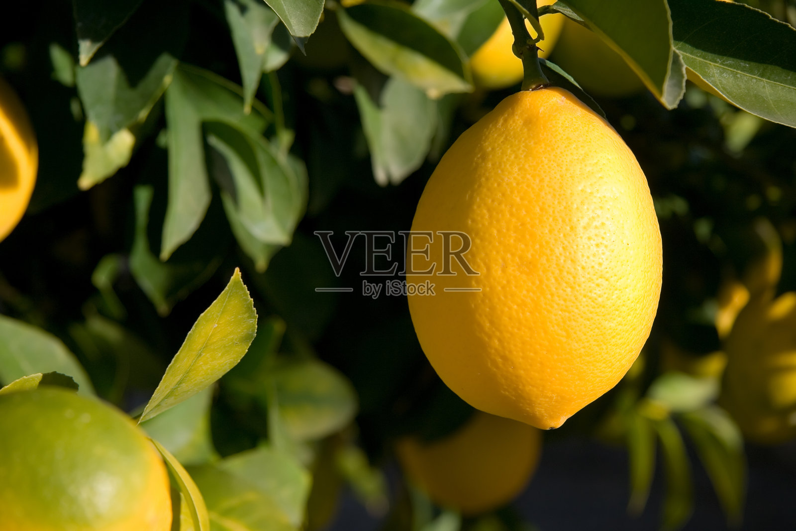 柠檬长在树上照片摄影图片