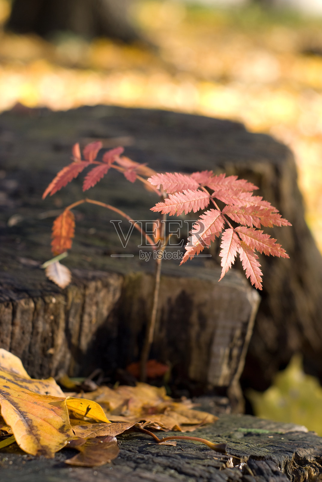 秋天的颜色照片摄影图片