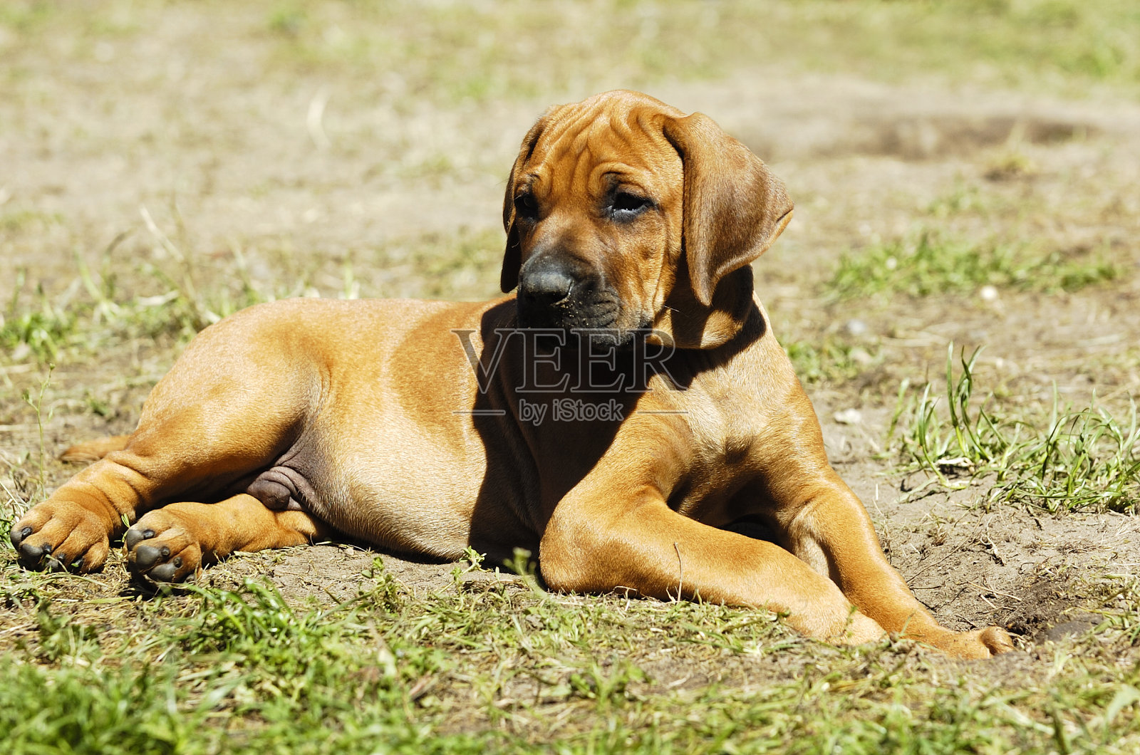 罗得西亚脊背犬小狗照片摄影图片
