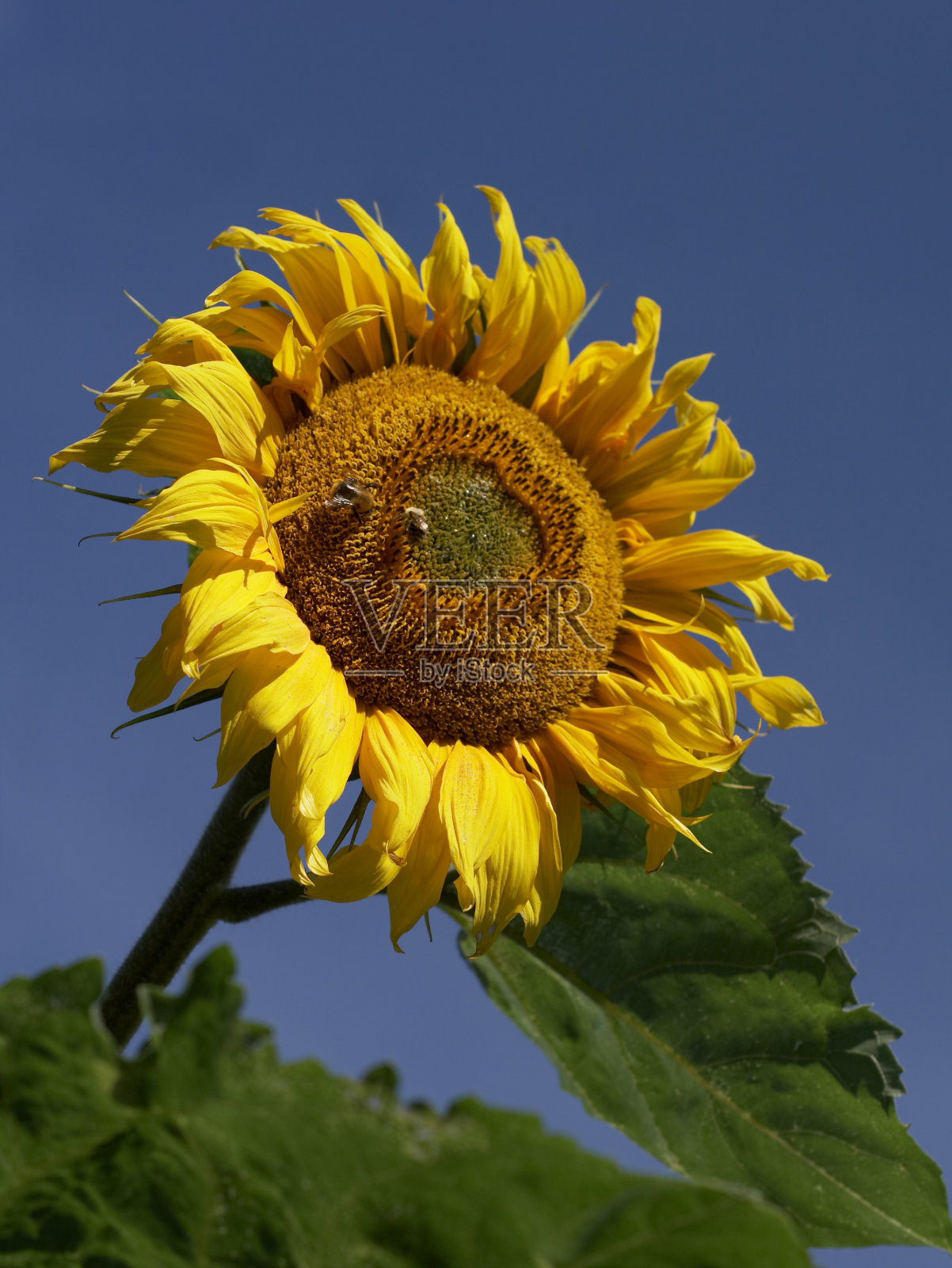 蓝色背景上的向日葵照片摄影图片
