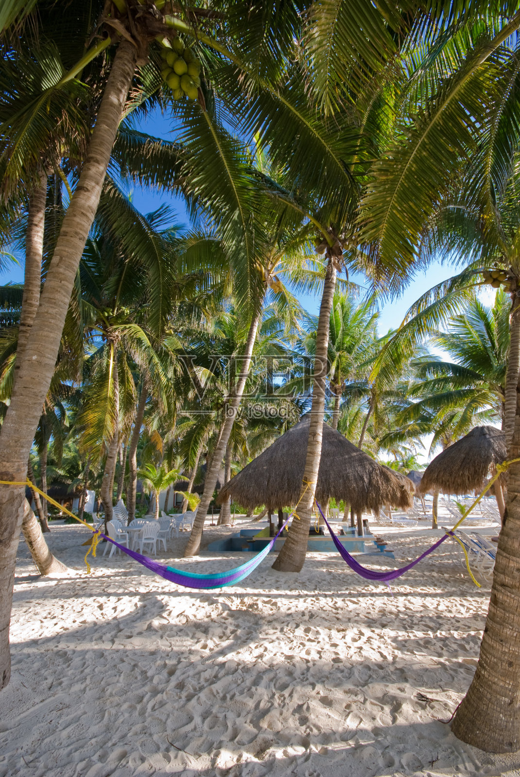 度假胜地的棕榈树和吊床照片摄影图片