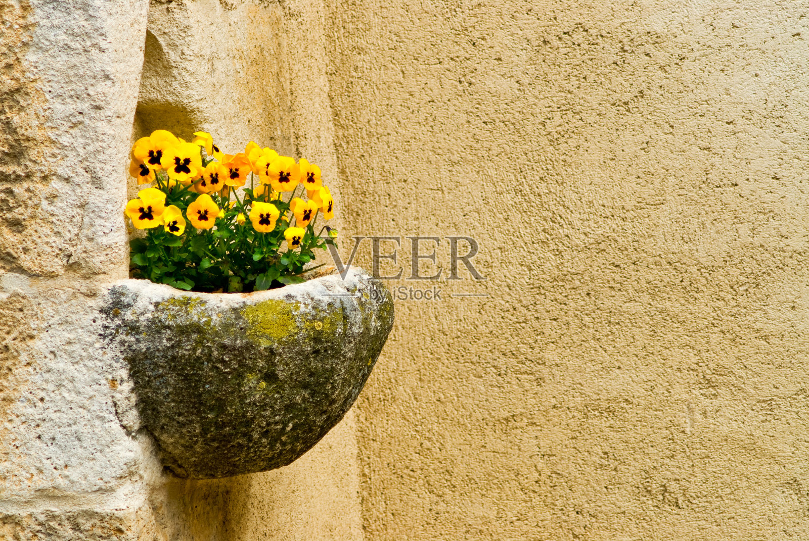 石墙上的黄色花朵照片摄影图片