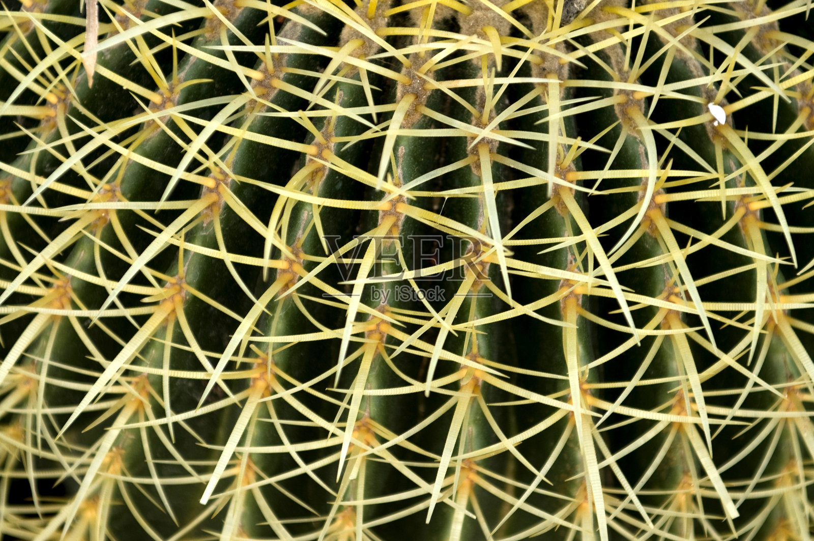 仙人掌照片摄影图片