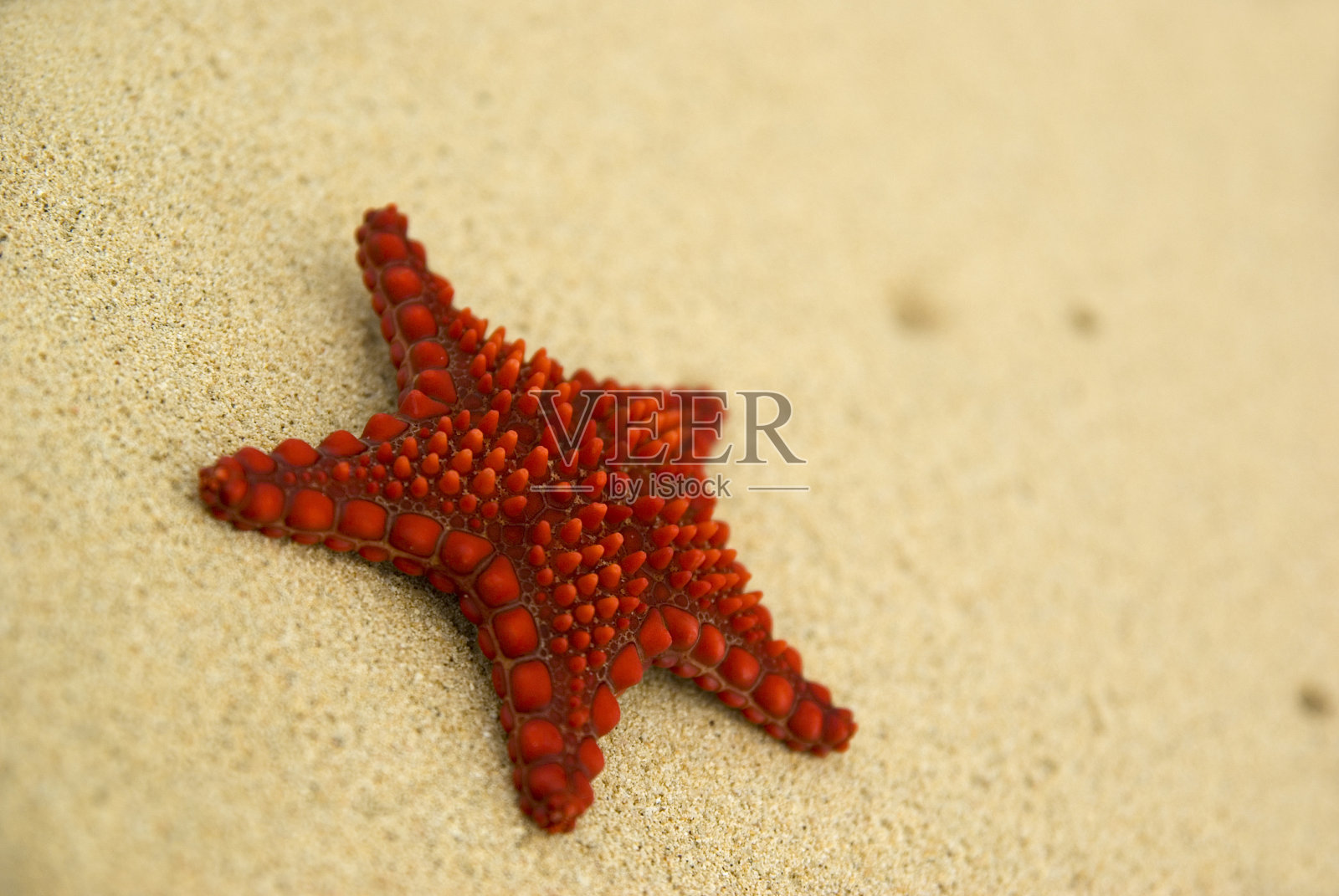 海滩上的海星。照片摄影图片