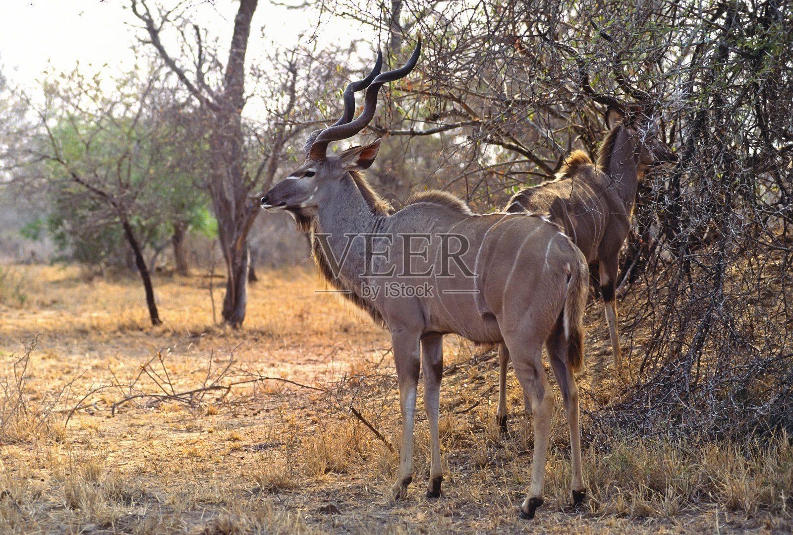 Africa-Greater捻角羚牛照片摄影图片