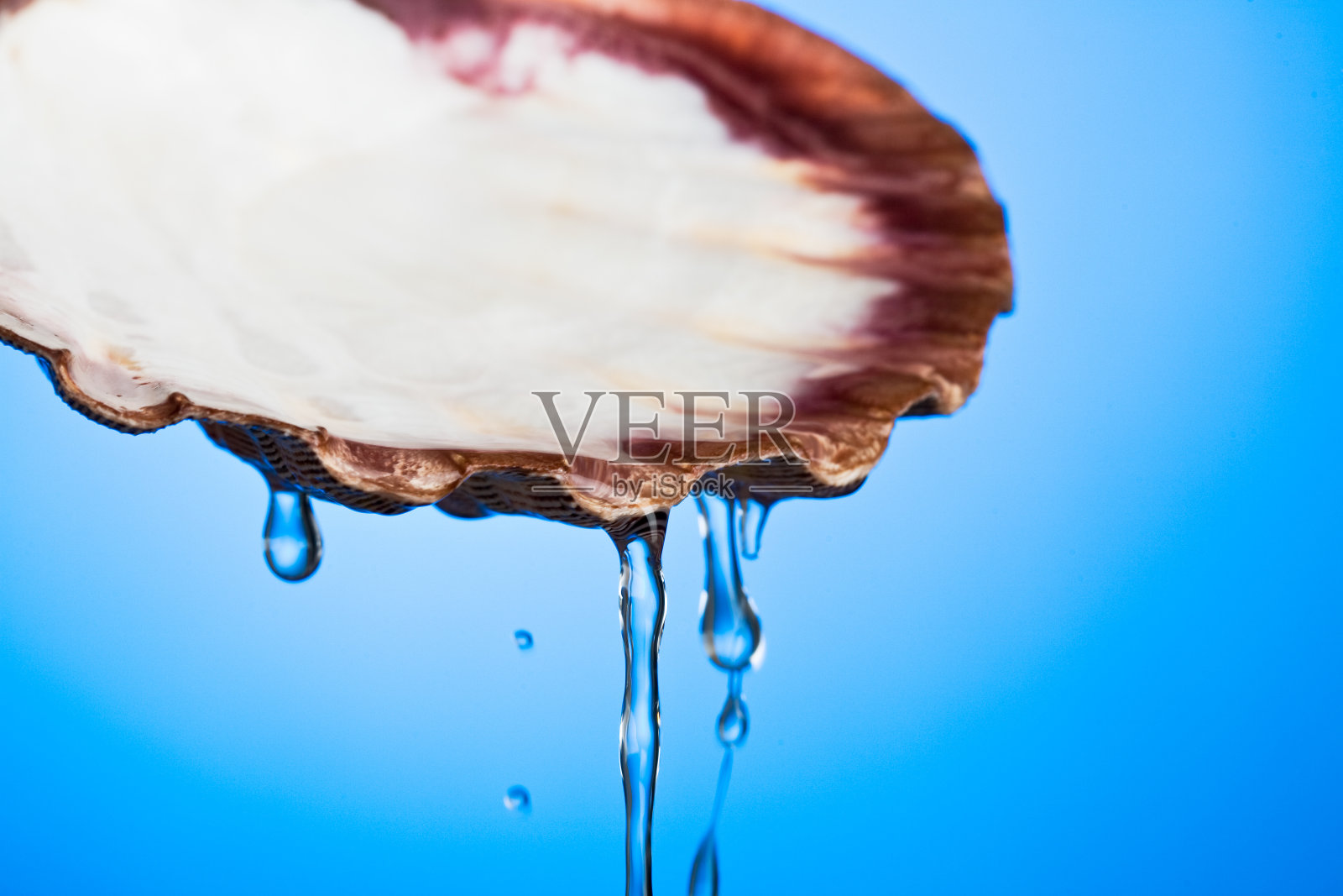 海贝水照片摄影图片