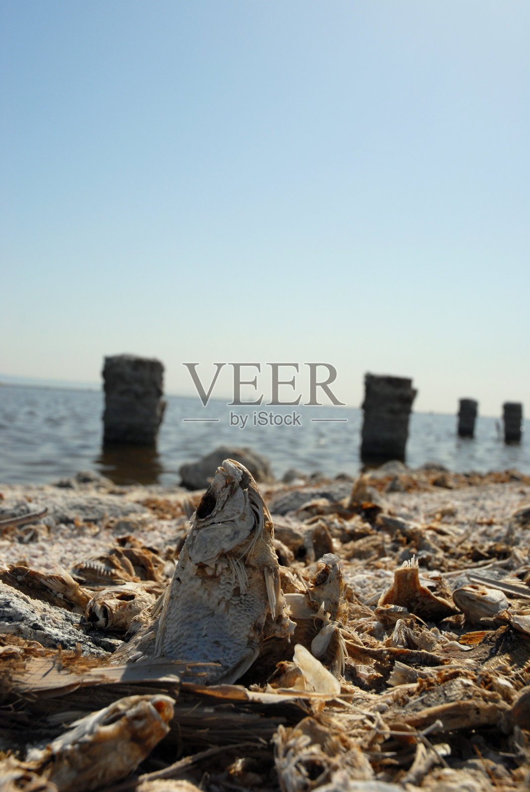 死鱼照片摄影图片