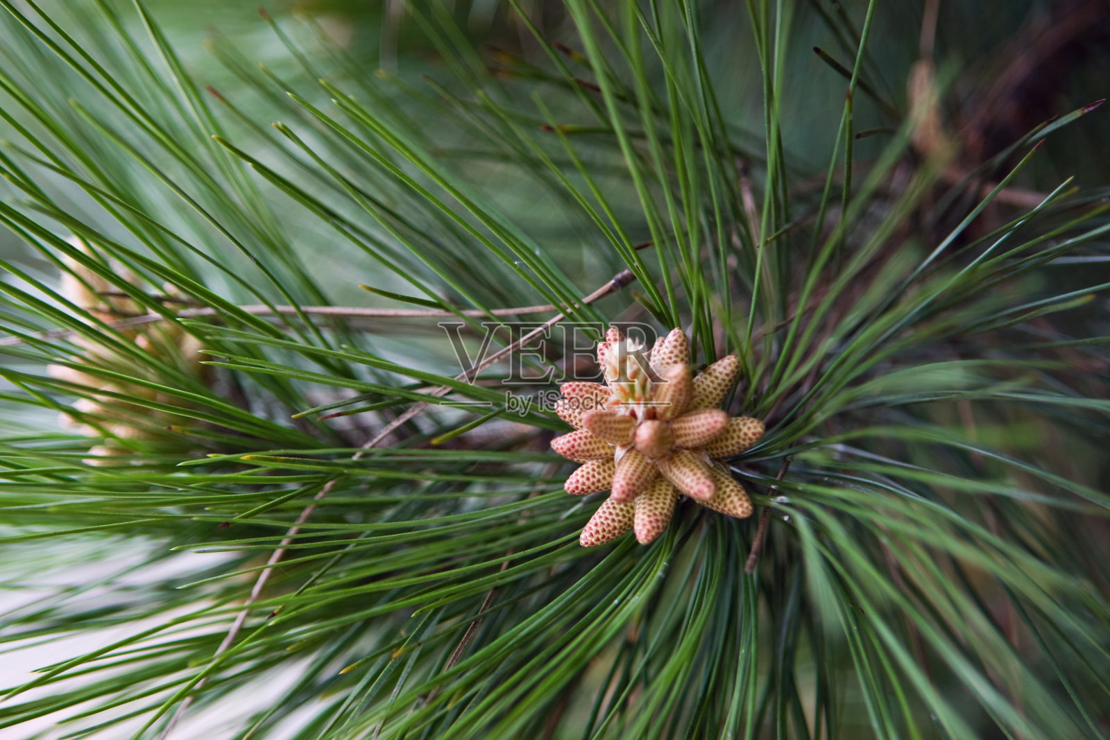松树花照片摄影图片